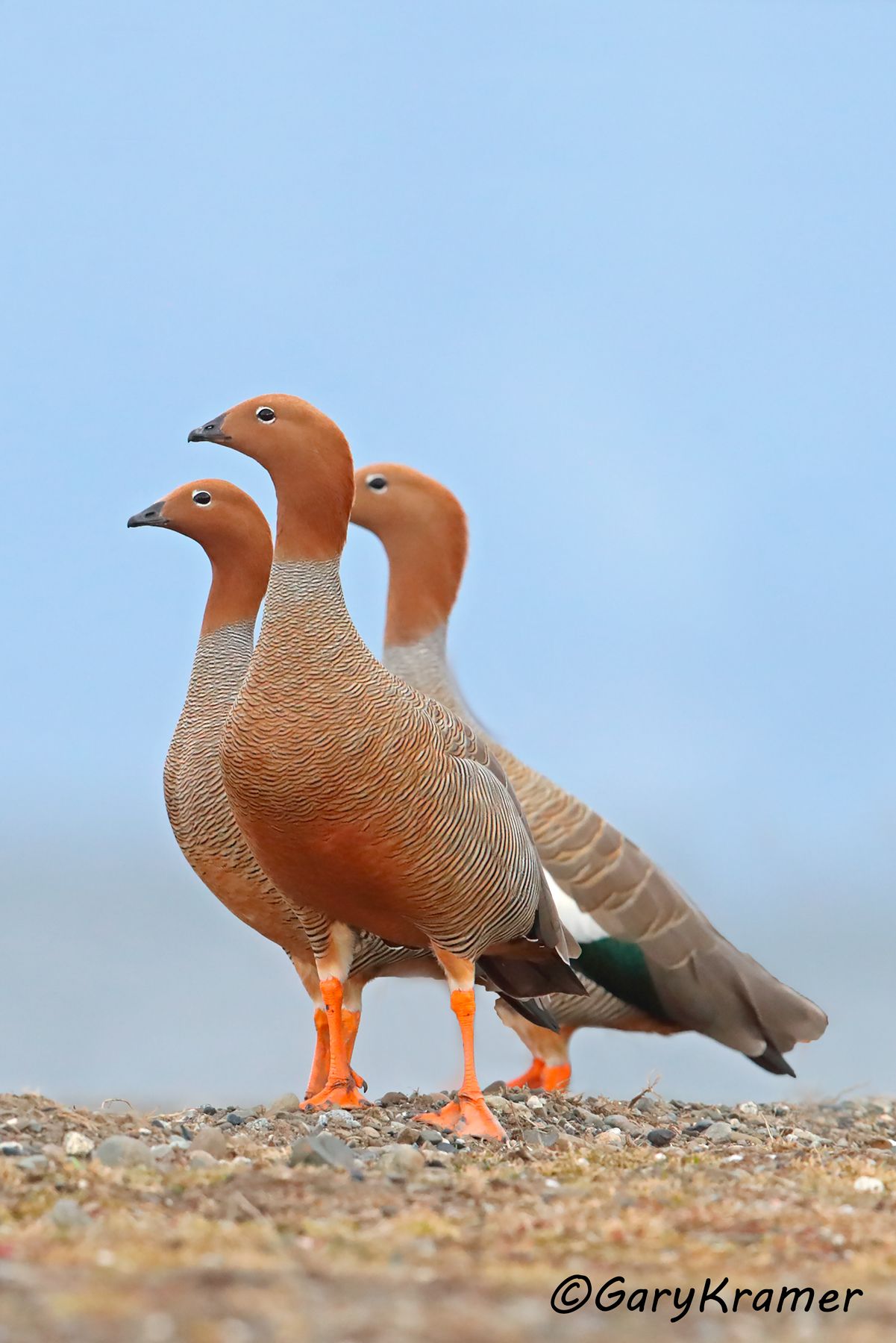 Ruddy-headed Goose (Chloephaga rubidiceps) - SBWGr#211d(3) (Chile)