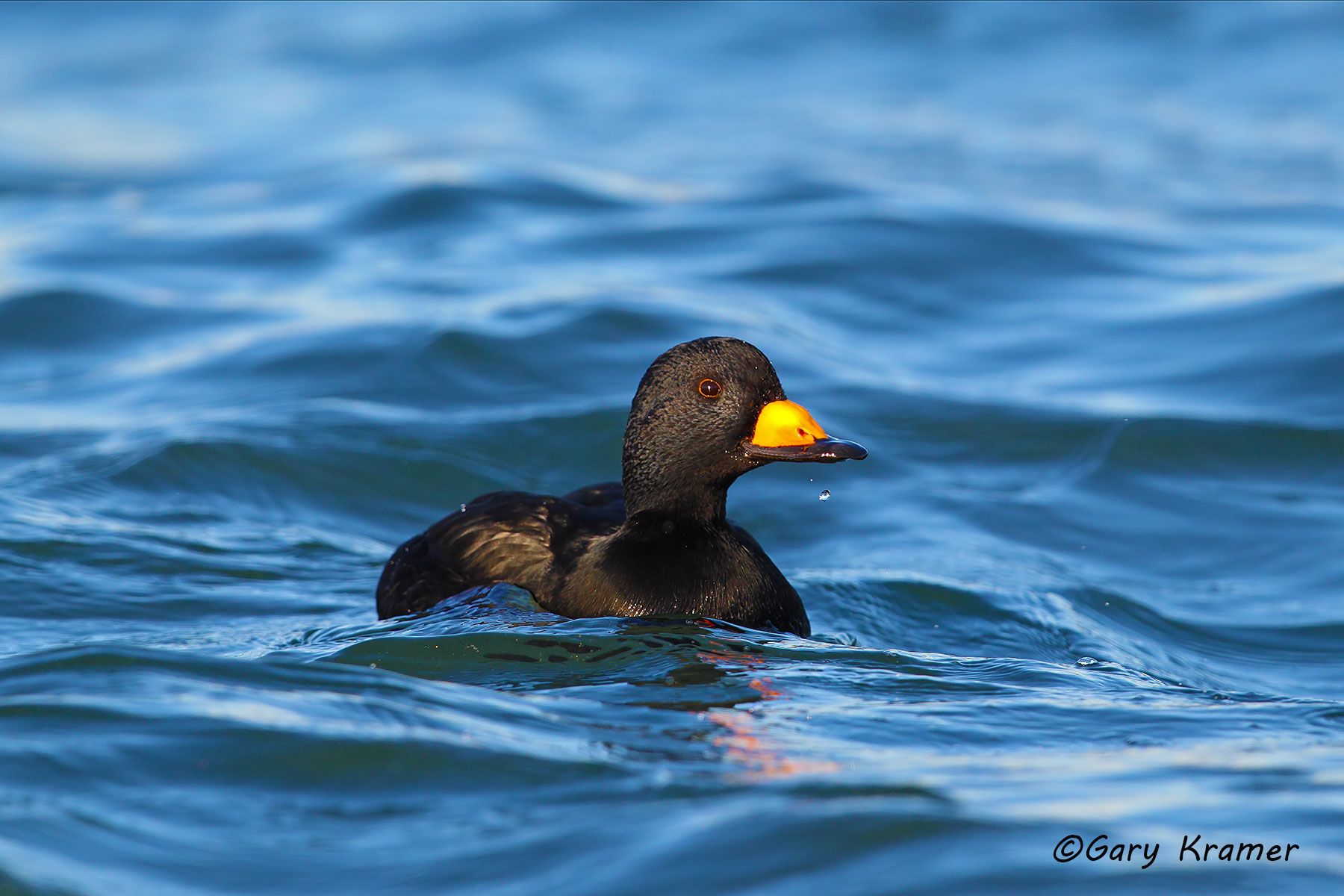 Black Scoter (Melanitta nigra) - NBWSb#198d
