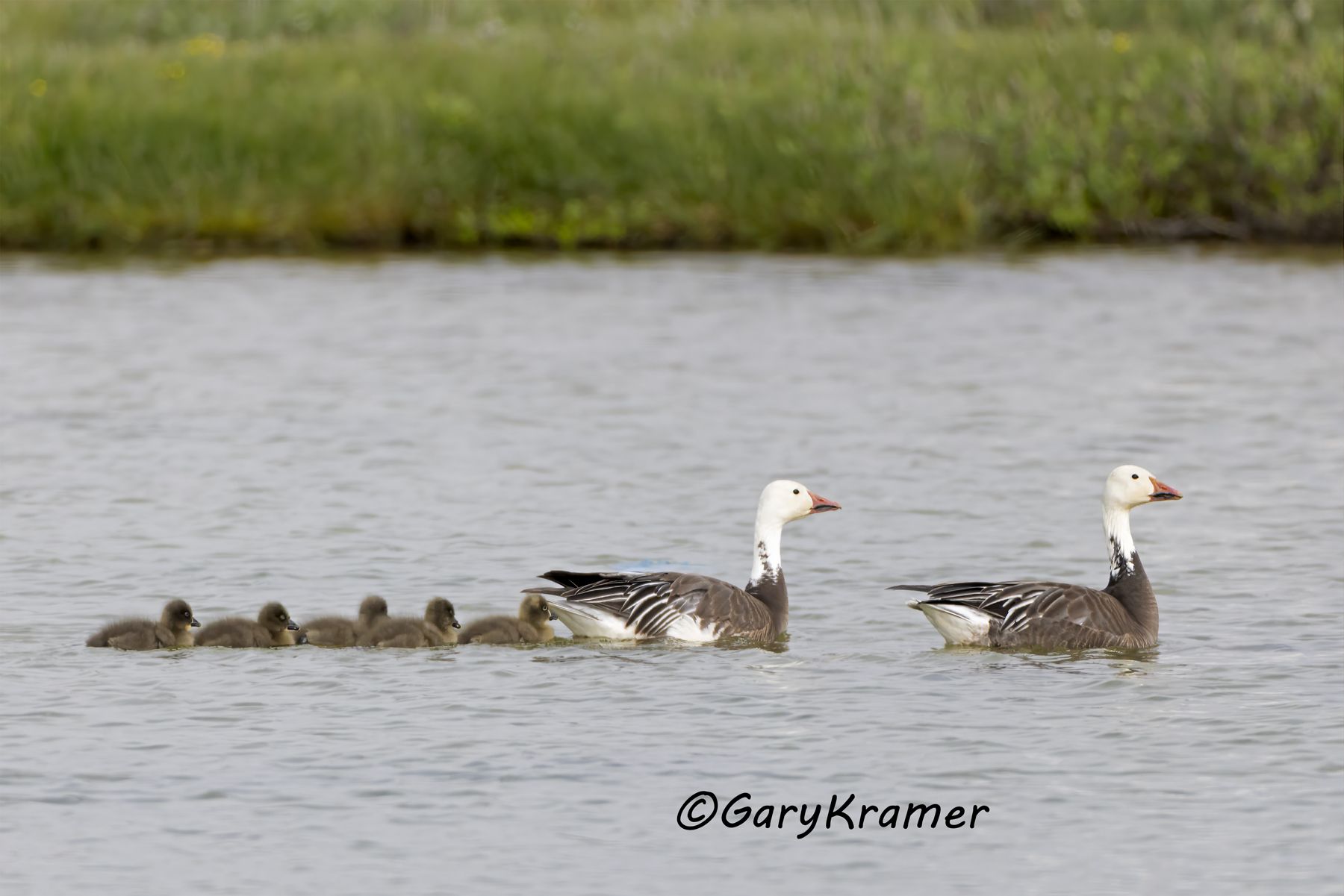 Lesser Snow Goose (Anser caerulescens) - NBWSg#3685d