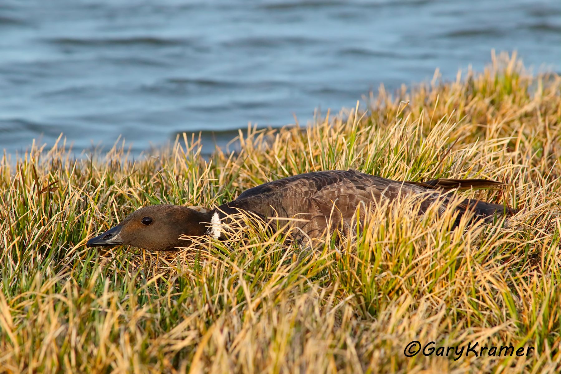Black (Pacific) Brant (Branta bernicla nigricans) Black (Pacific) Brant (Branta bernicla nigricans) - NBWBp#609d