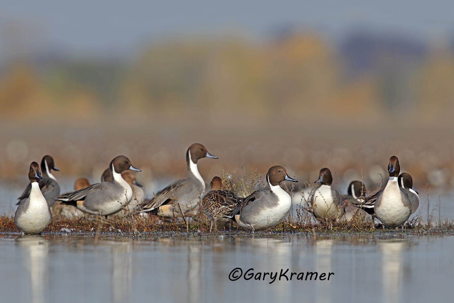 Northern Pintail (Anas acuta) - NBWP#6546d