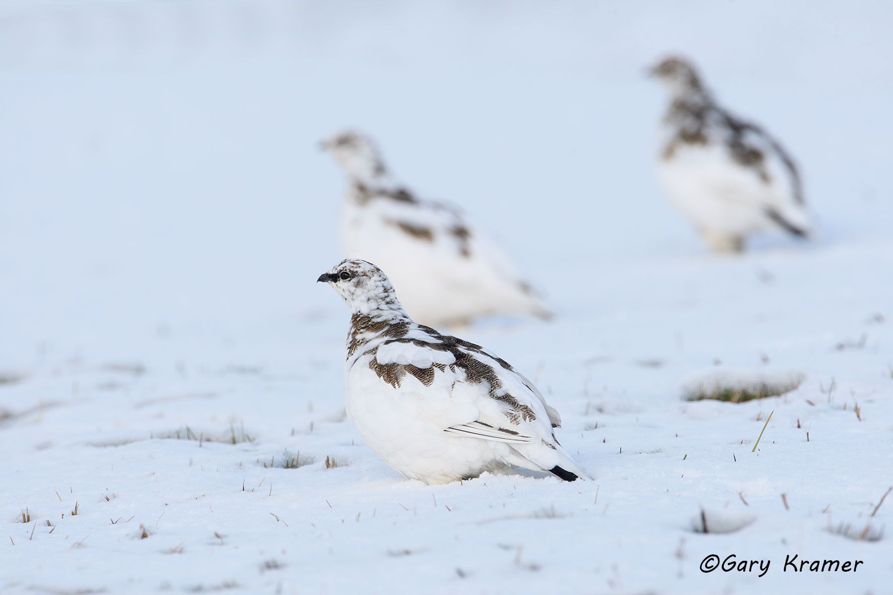 Rock Ptarmingan (summer - fall) (Lagopus mutus) - NBGPr#040d