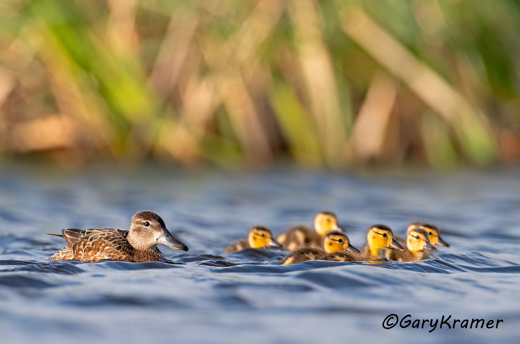 Blue-winged Teal (Spatula discors)  Blue-winged Teal (Spatula discors) - NBWTb#1276d
