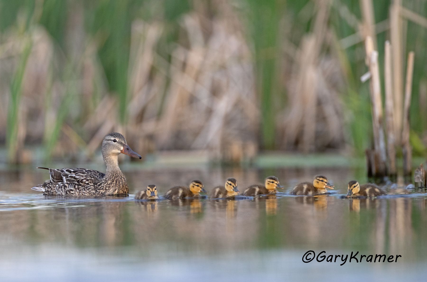 Mallard (Anas platyrhynchos) - NBWM#4666d(2)