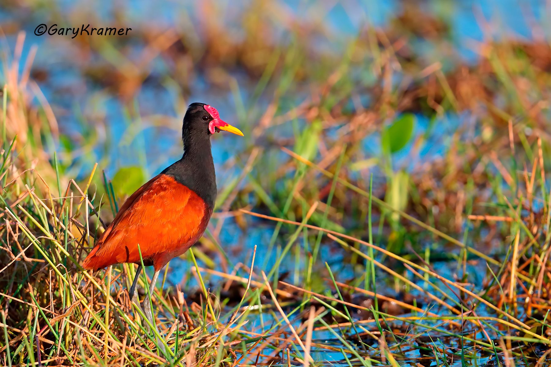 Wattled Jacana (Jacana jacana) Wattled Jacana (Jacana jacana) - SBJw#007d