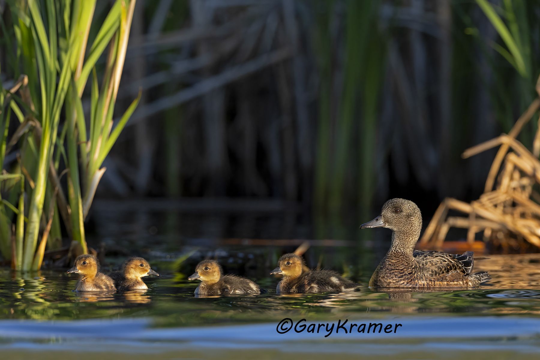 American Wigeon (Anas americana) - NBWW#2746d(2)