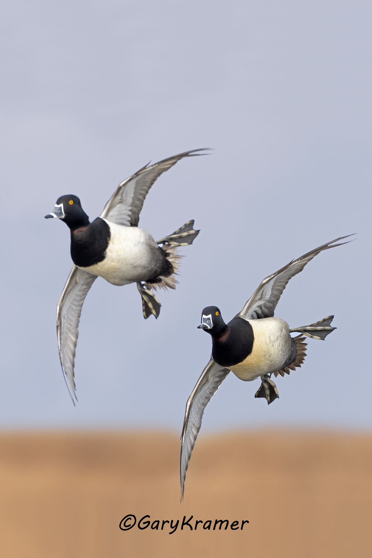 Ring-necked Duck (Aythya collaris) Ring-necked Duck (Aythya collaris) - NBWRn#1254d(6)