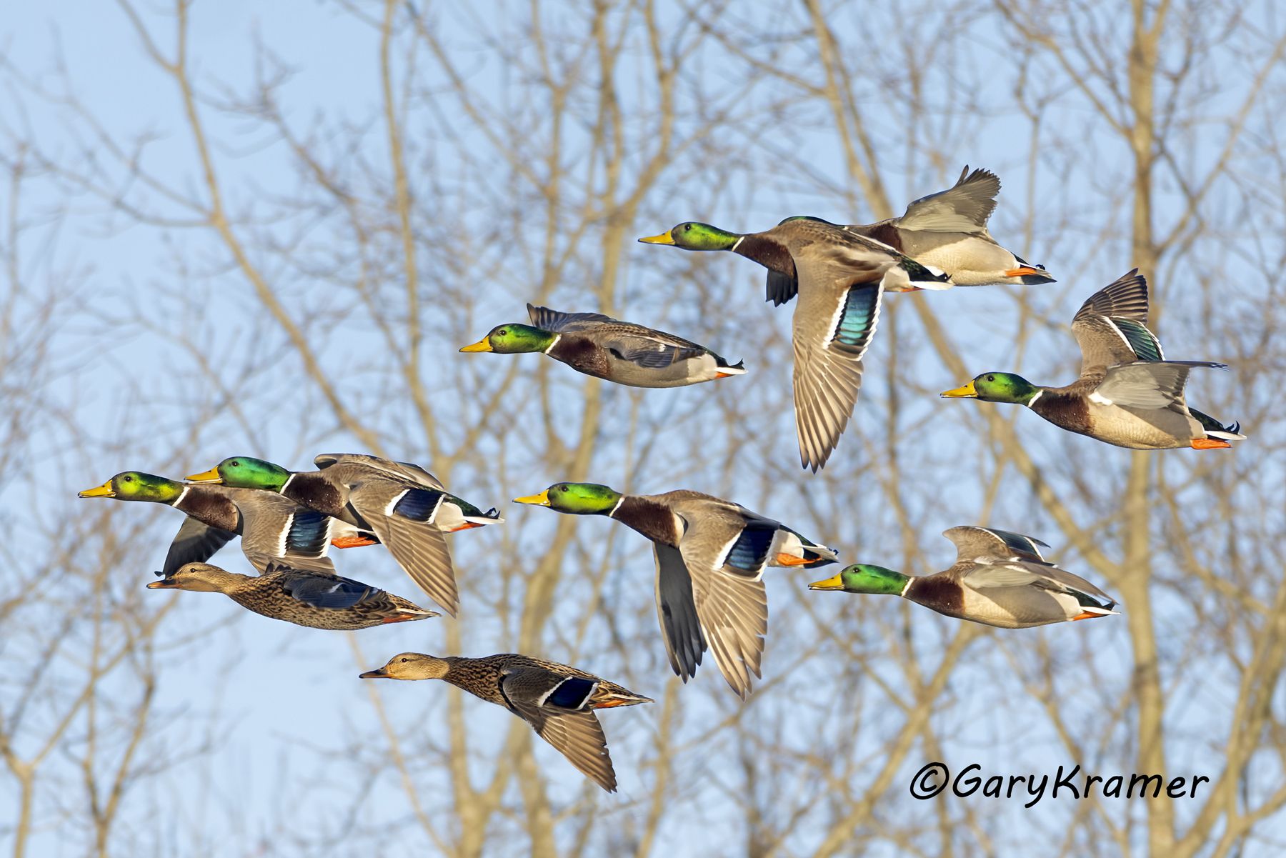 Mallard (Anas platyrhynchos) - NBWM#6147d(3)