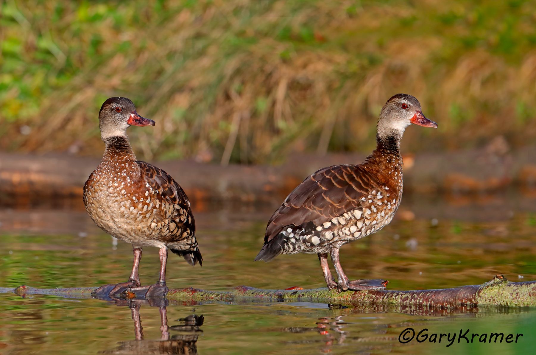 Spotted Whistling Duck (Dendrocygna guttata)  Spotted Whistling Duck (Dendrocygna guttata) - OBWWs#021d(2)