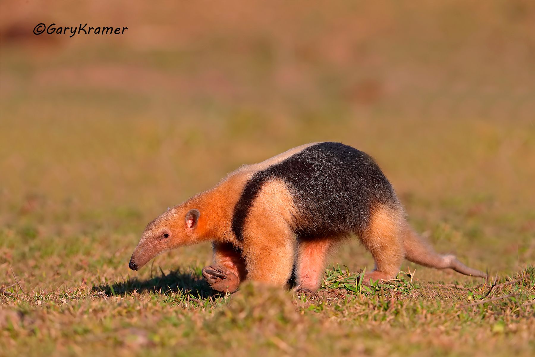 Lesser Anteater (Tamandua) Lesser Anteater (Tamandua) - SMAl#038d