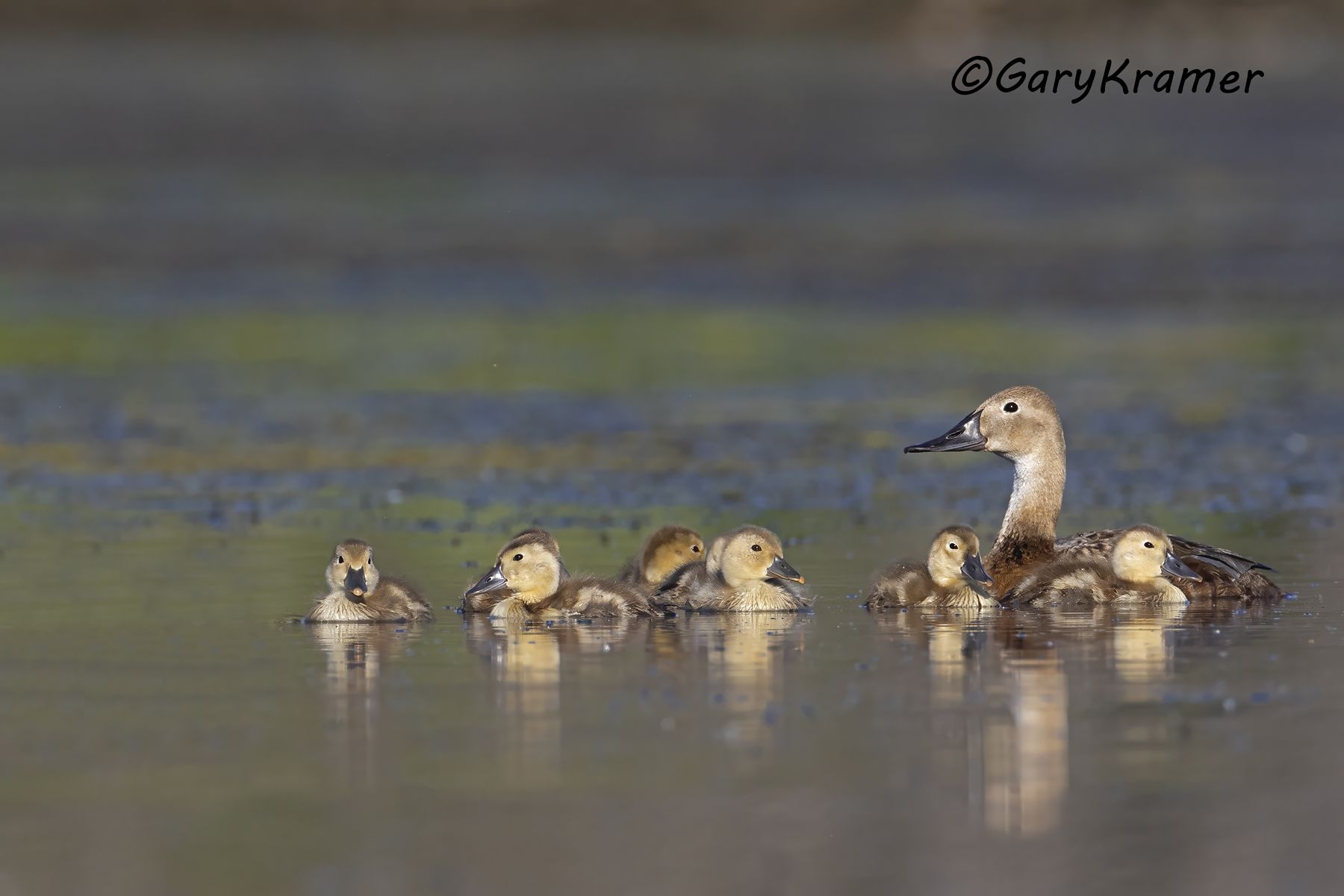 Canvasback (Aythya valisineria) - NBWC#2303d(3)