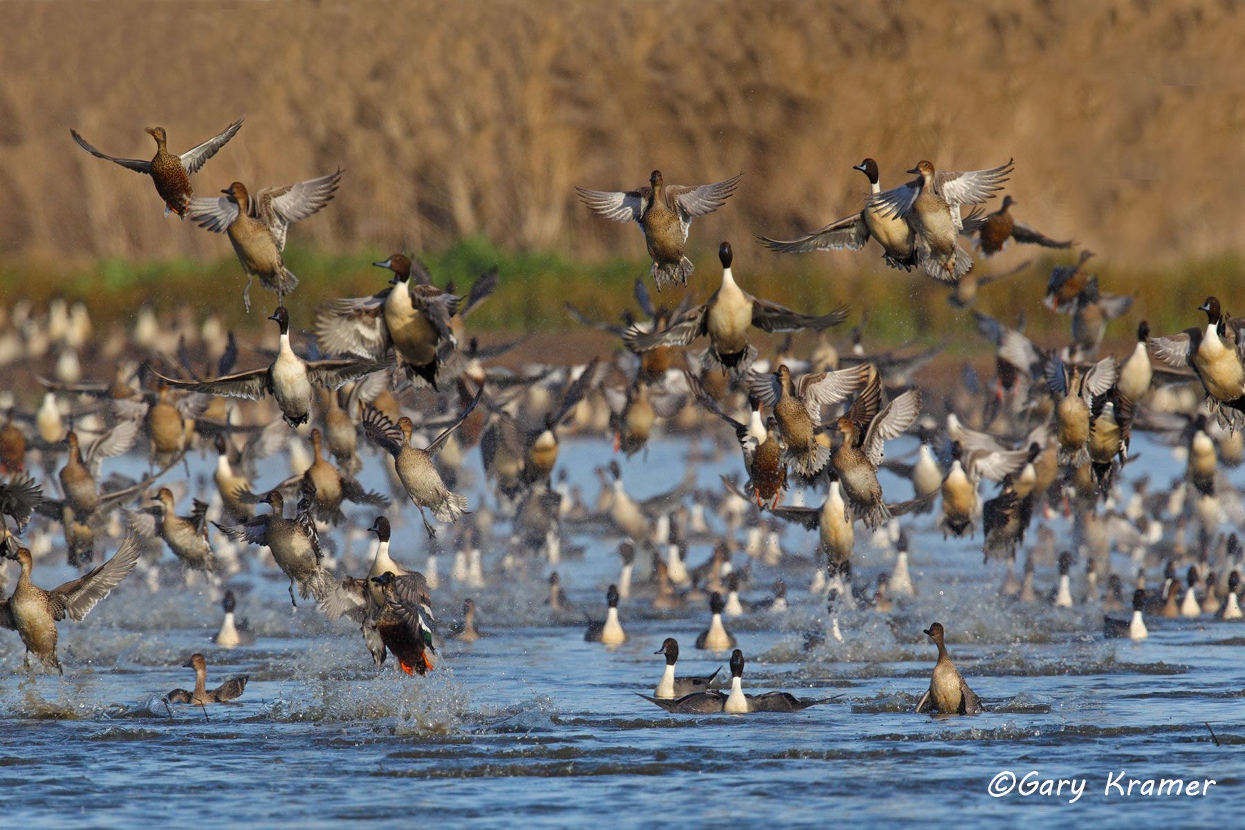 Northern Pintail/Northern Shoveler (Anas acuta/Spatula clypeata) Northern Pintail/Northern Shoveler (Anas acuta/Spatula clypeata) - NBWPs#100d