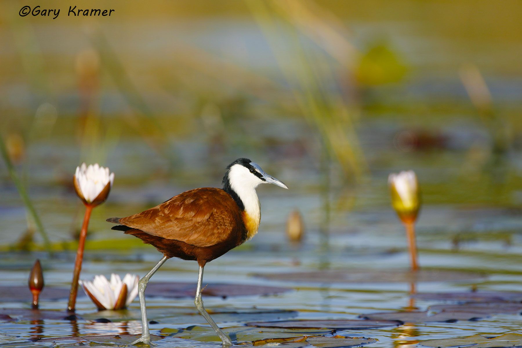 African Jacana (Actophilornia africanus) African Jacana (Actophilornia africanus) - ABJ#023d
