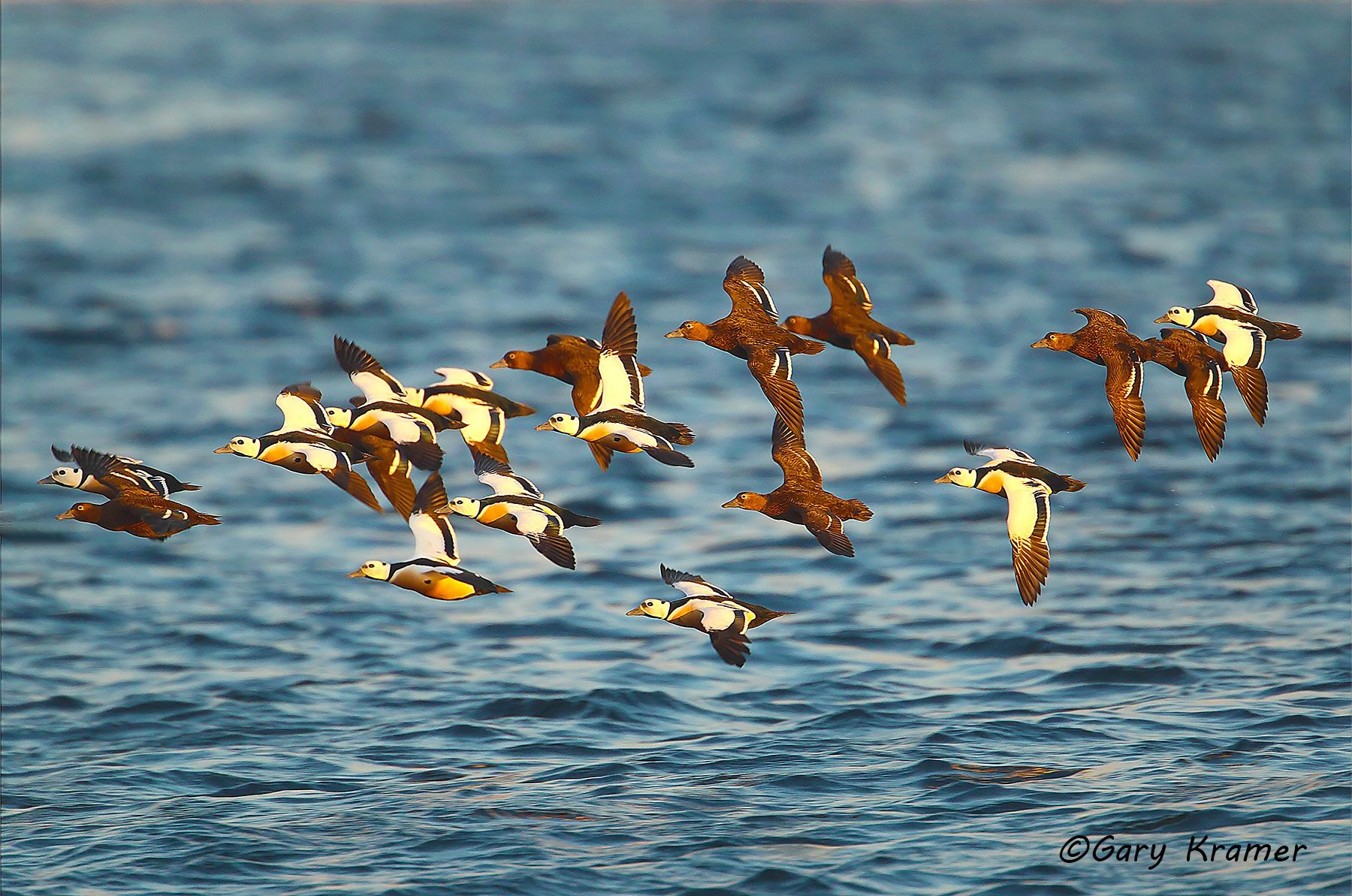 Steller's Eider (Polysticta stelleri) Steller's Eider (Polysticta stelleri) - NBWEt#105d