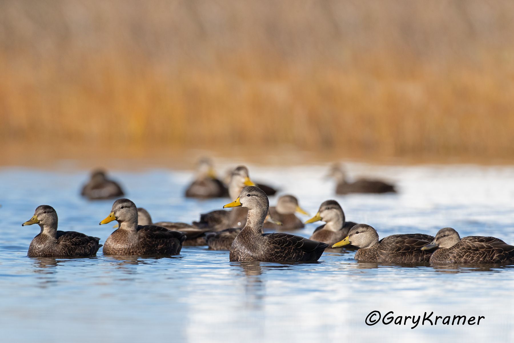 American Black Duck (Anas rubripes) American Black Duck (Anas rubripes) - NBWBd#1181d