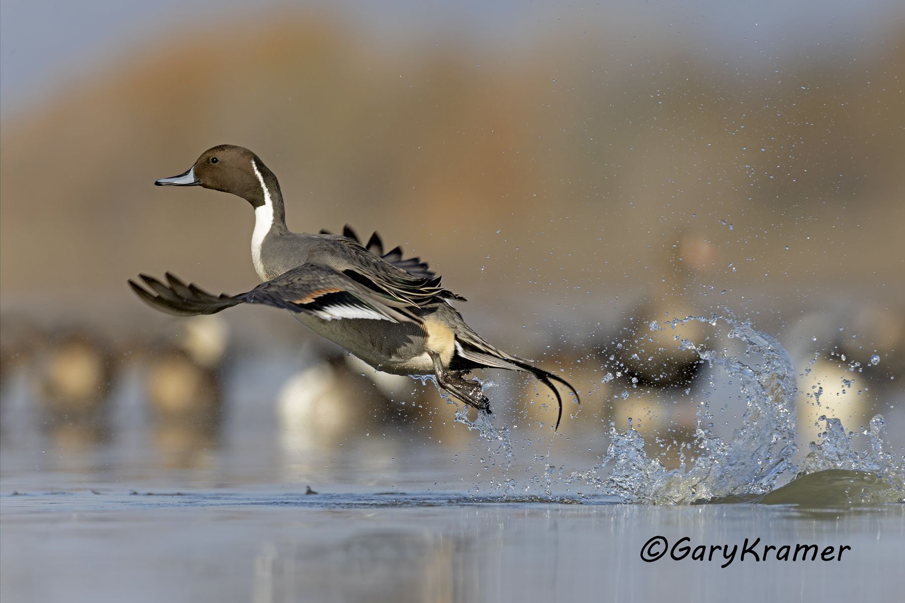 Northern Pintail (Anas acuta) - NBWP(c)#323d(2)