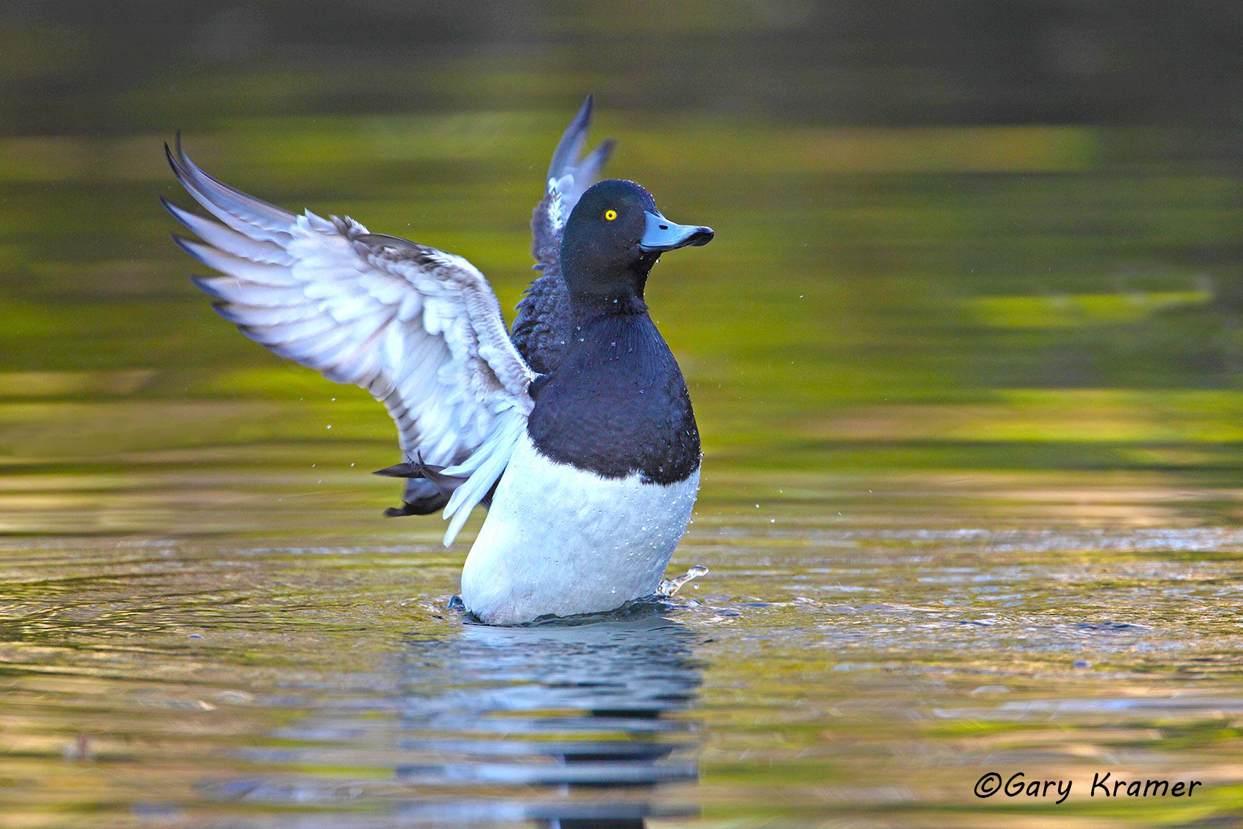 Greater Scaup (Aythya marila) - NBWSga#662d
