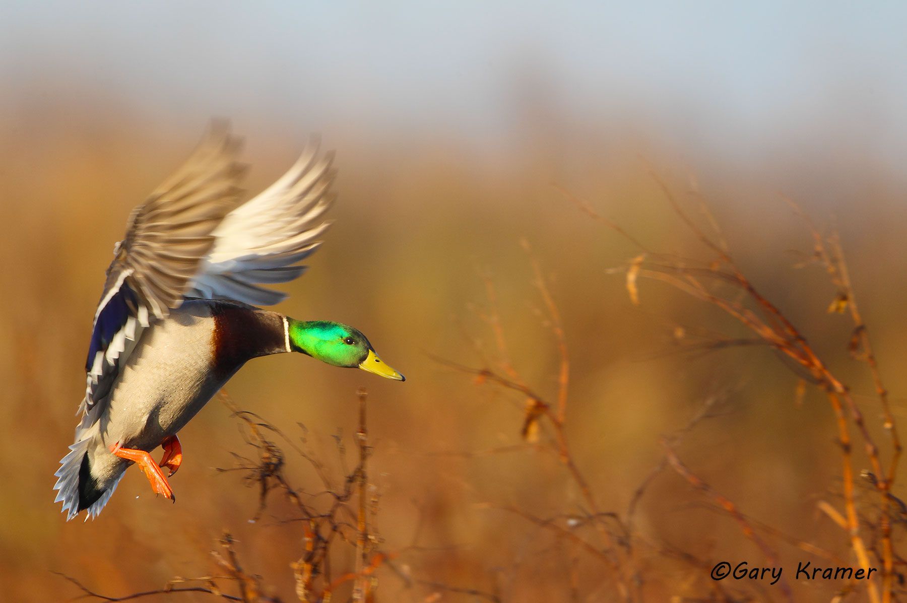 Mallard (Anas platyrhynchos) Mallard (Anas platrhynchos) - NBWM#2172d