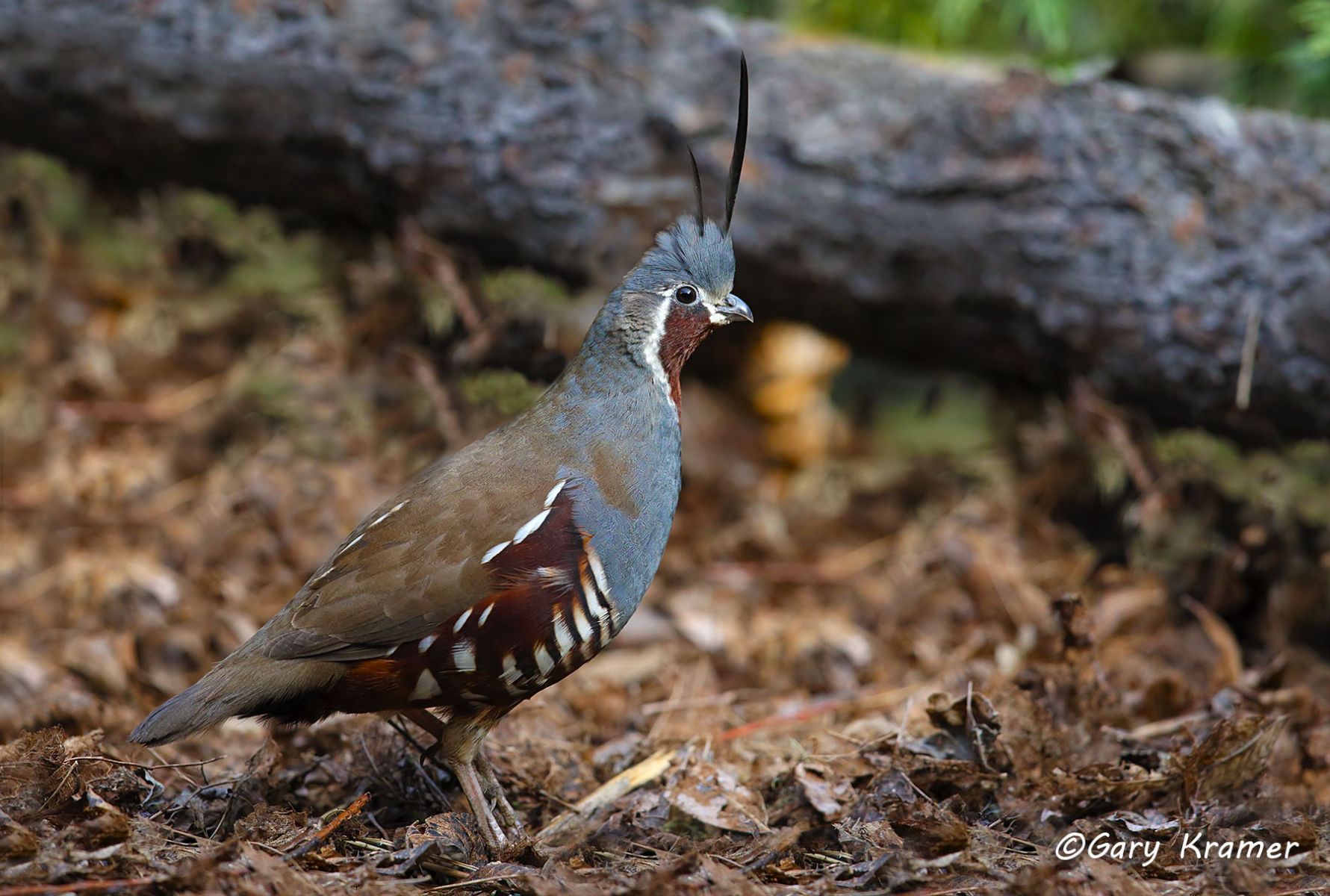 Mountain Quail (Oreortyx pictus) Mountain Quail (Oreortyx pictus) - NBGQm#312d