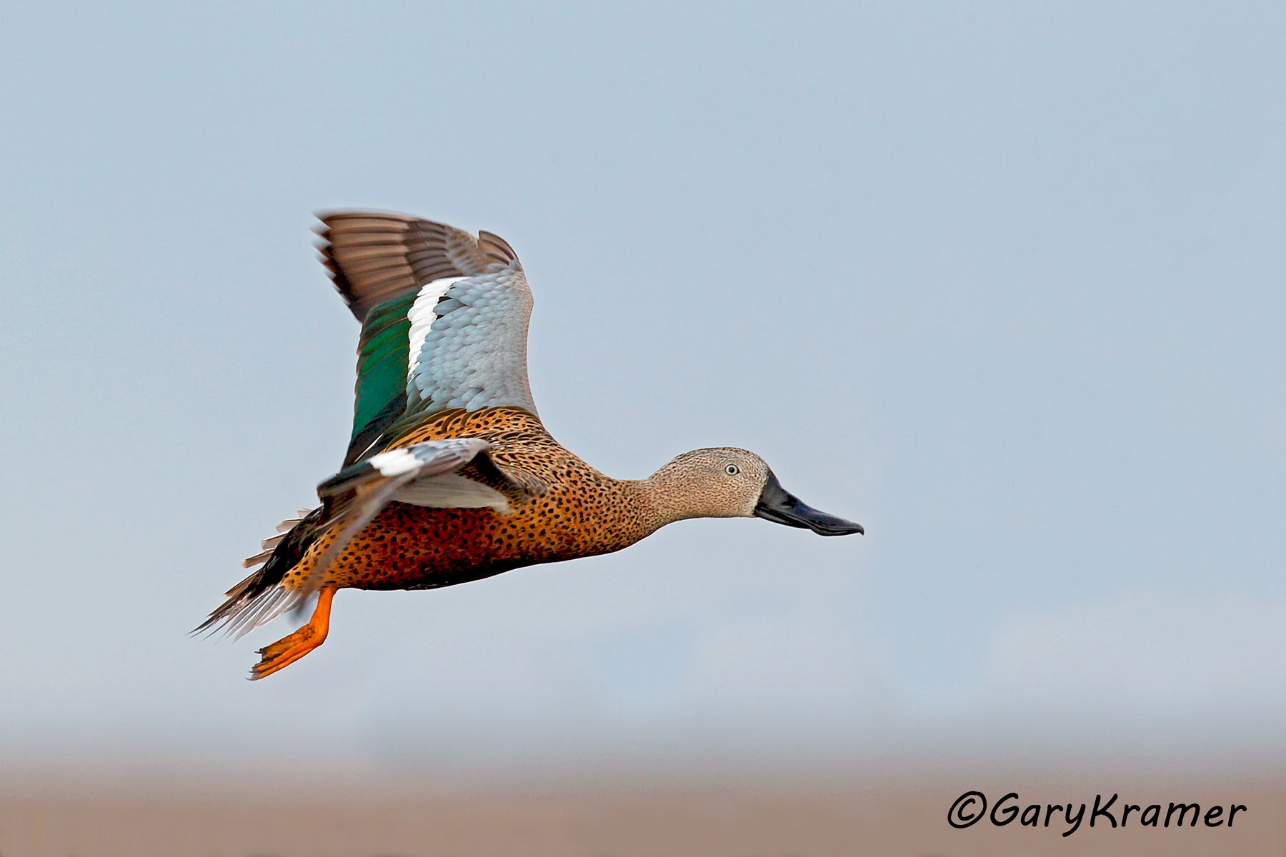 Red Shoveler (Spatula platalea) -SBWSr#026d (Argentina)