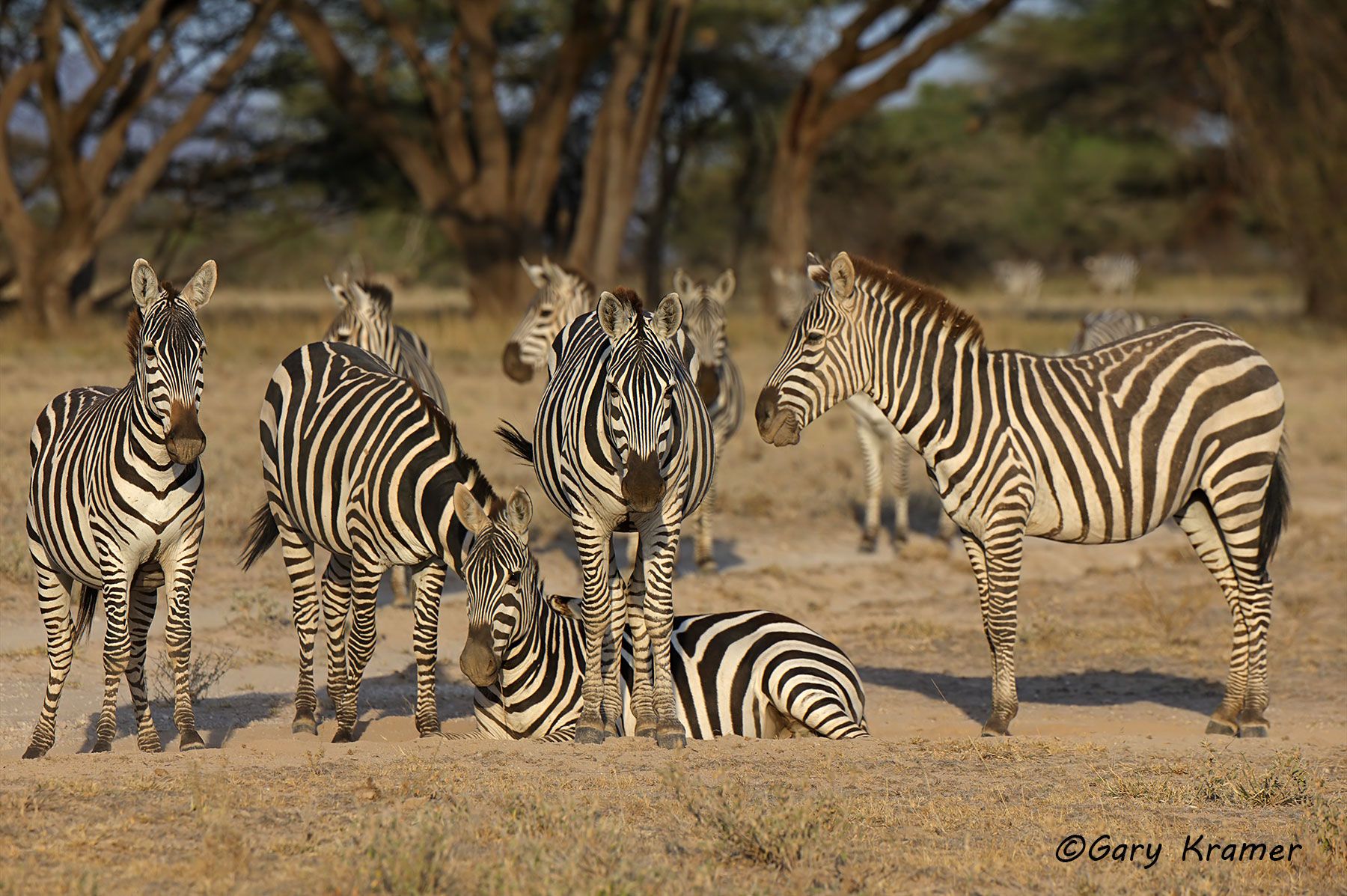Plains Zebra (Equus quagga) Plains Zebra (Equus quagga) - AMZ#625d