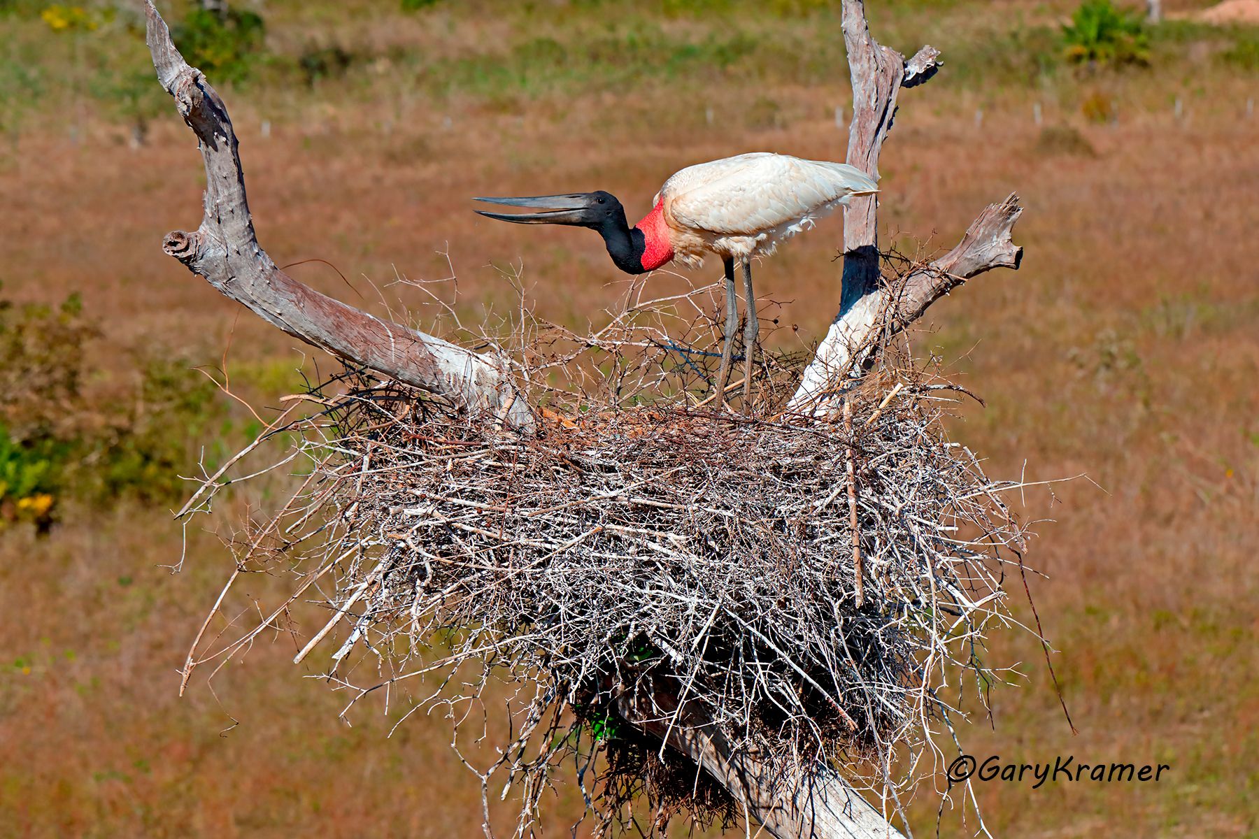 Jabiru Stork (Jabitu mycteria) Jabiru Stork (Jabitu mycteria) - SBSj#017d