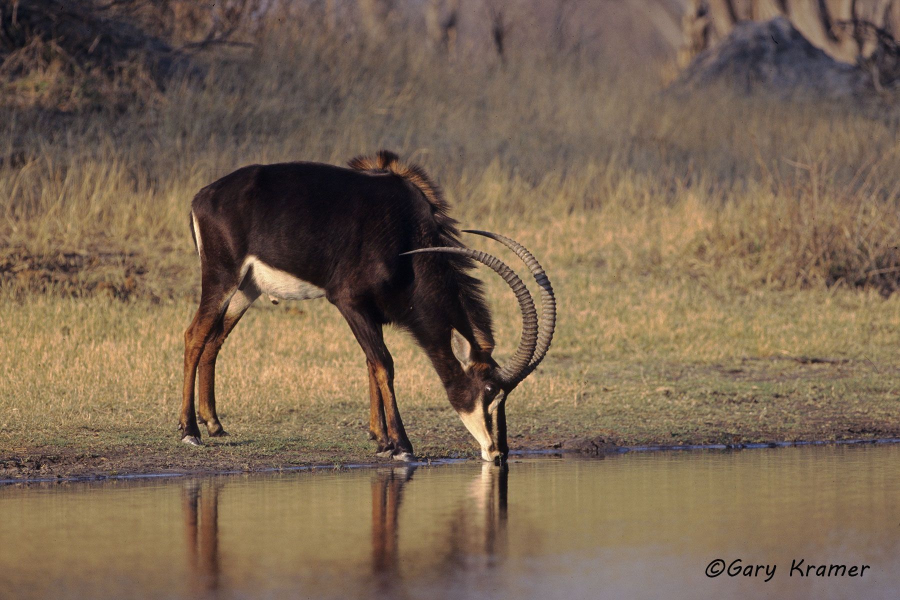 Sable Antelope (Hippotragus niger) Sable Antelope (Hippotragus niger) - AMUS#005