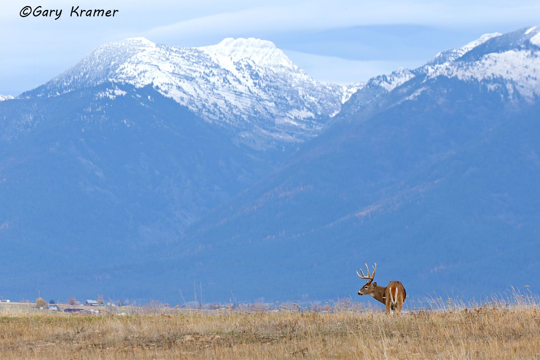 White-tailed Deer (Odocoileus virginianus) by GaryKramer.net, 530-934-3873, gkramer@cwo.com White-tailed Deer (Odocoileus virinianus) - NMDW#2452d