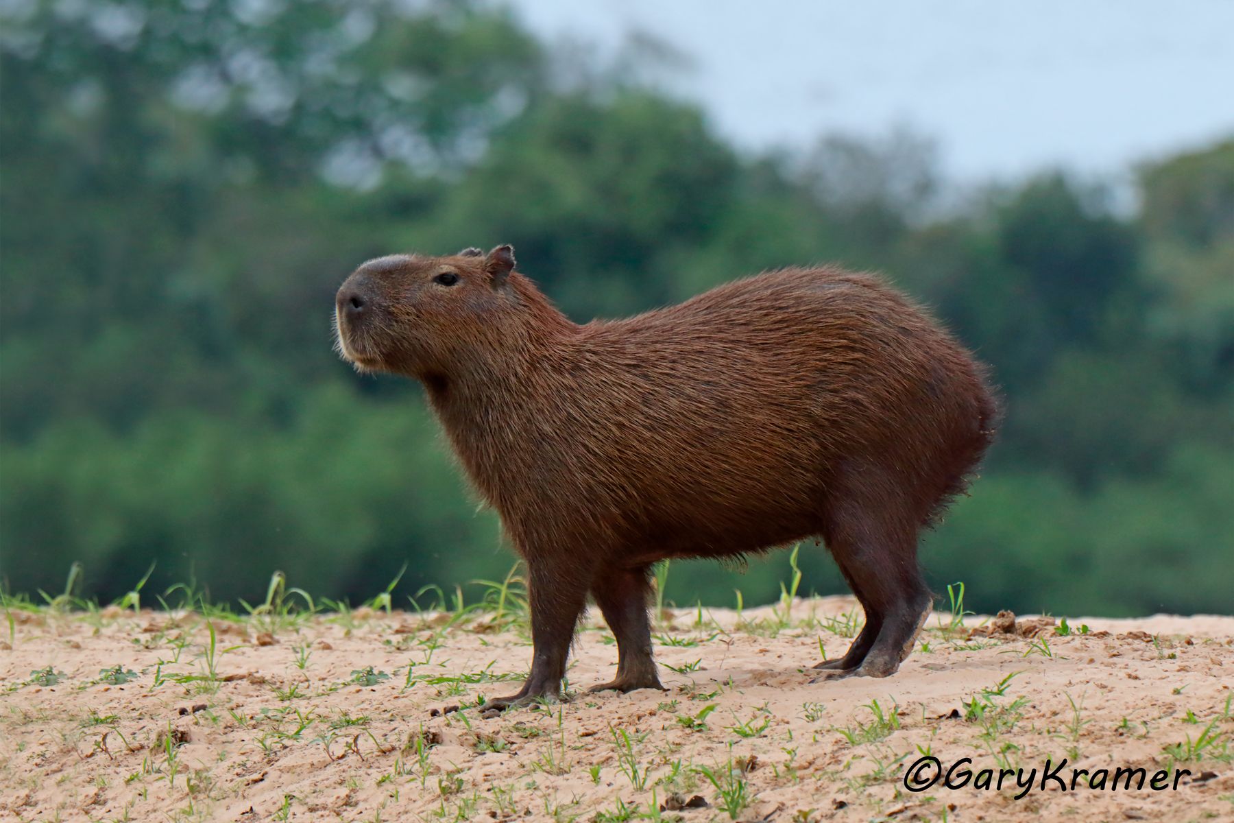 Capybara (Hydrochoerus hydrochoerus) - SMCh#102d