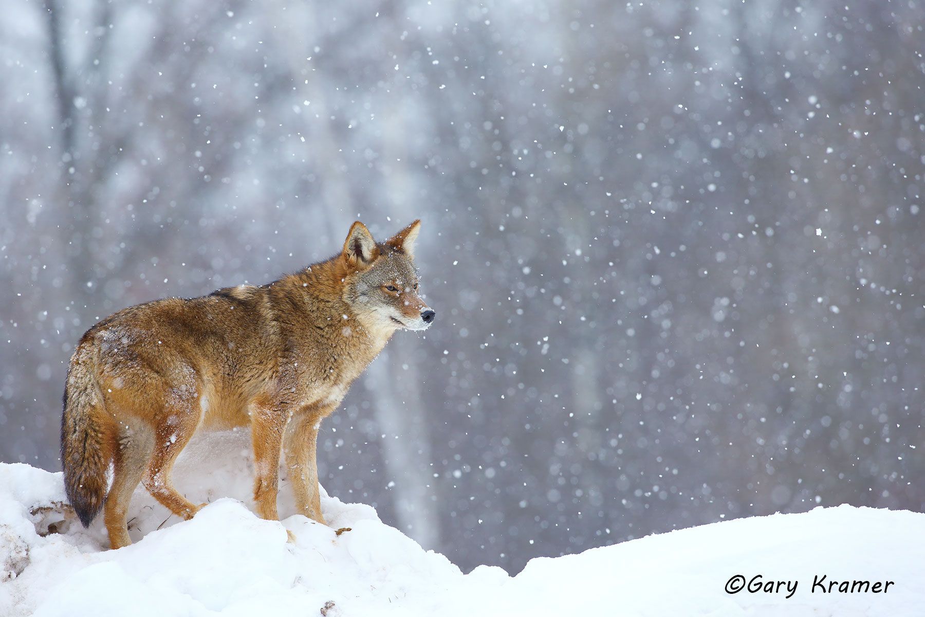 Coyote (Canis latrans) - NMC#828d