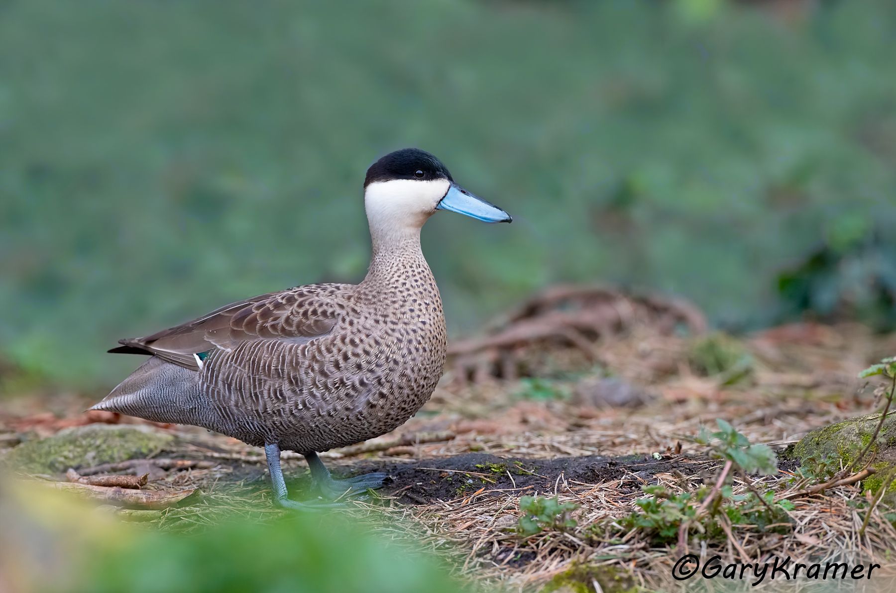Puna Teal (Anas puna) - SBWTp#162d (Peru)