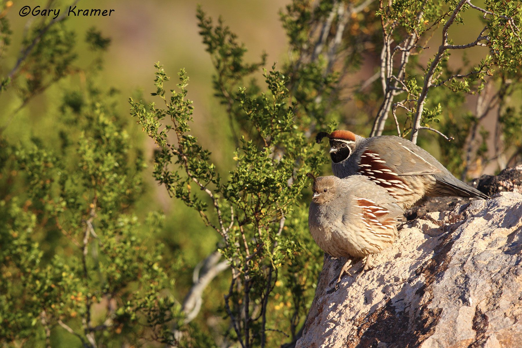 Gambel's Quail (Callipepla gambelii) Gambel's Quail (Callipepla gambelii) - NBGQg#265d