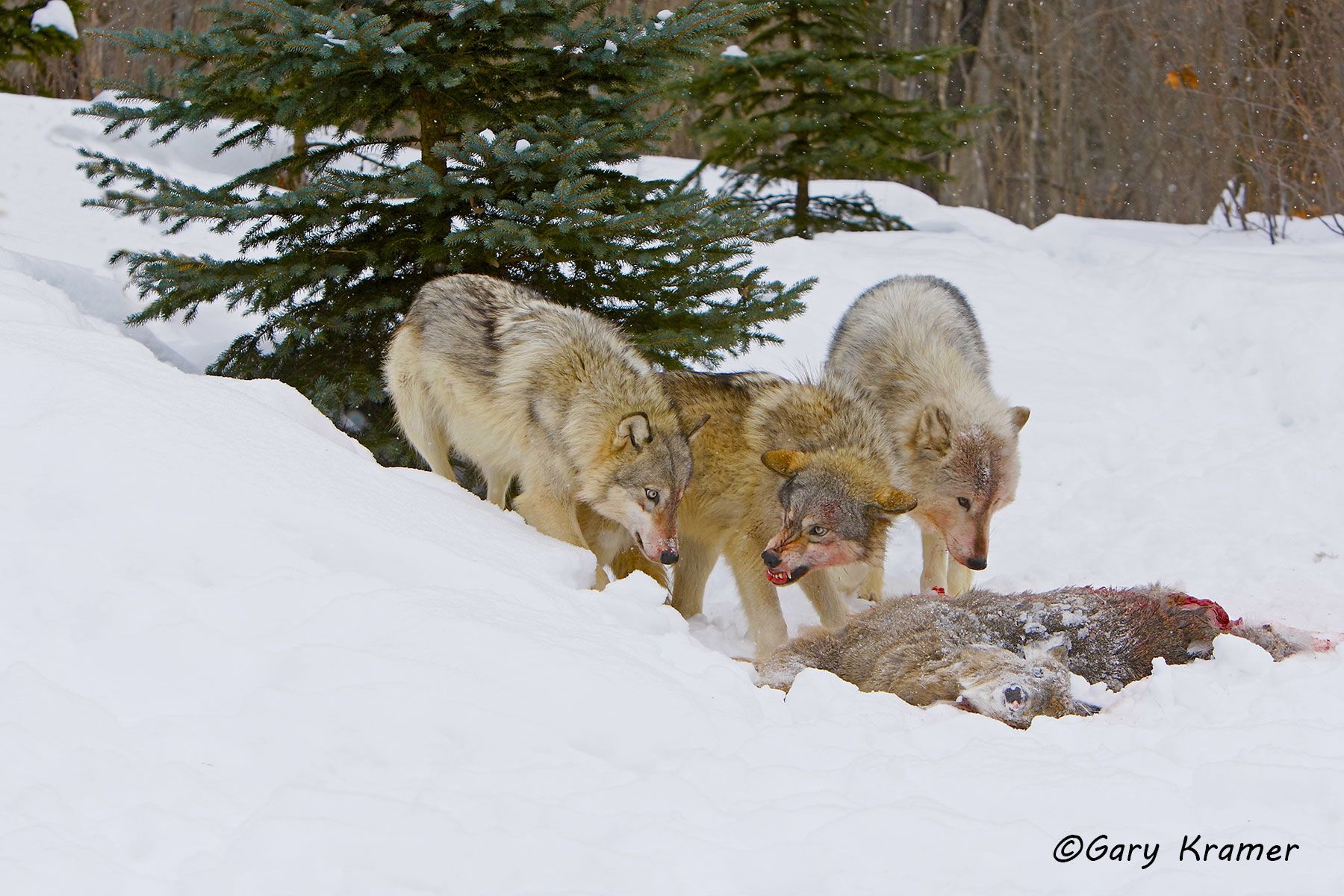 Gray Wolf (Canis lupus) on Deer kill - NMWgk#103d