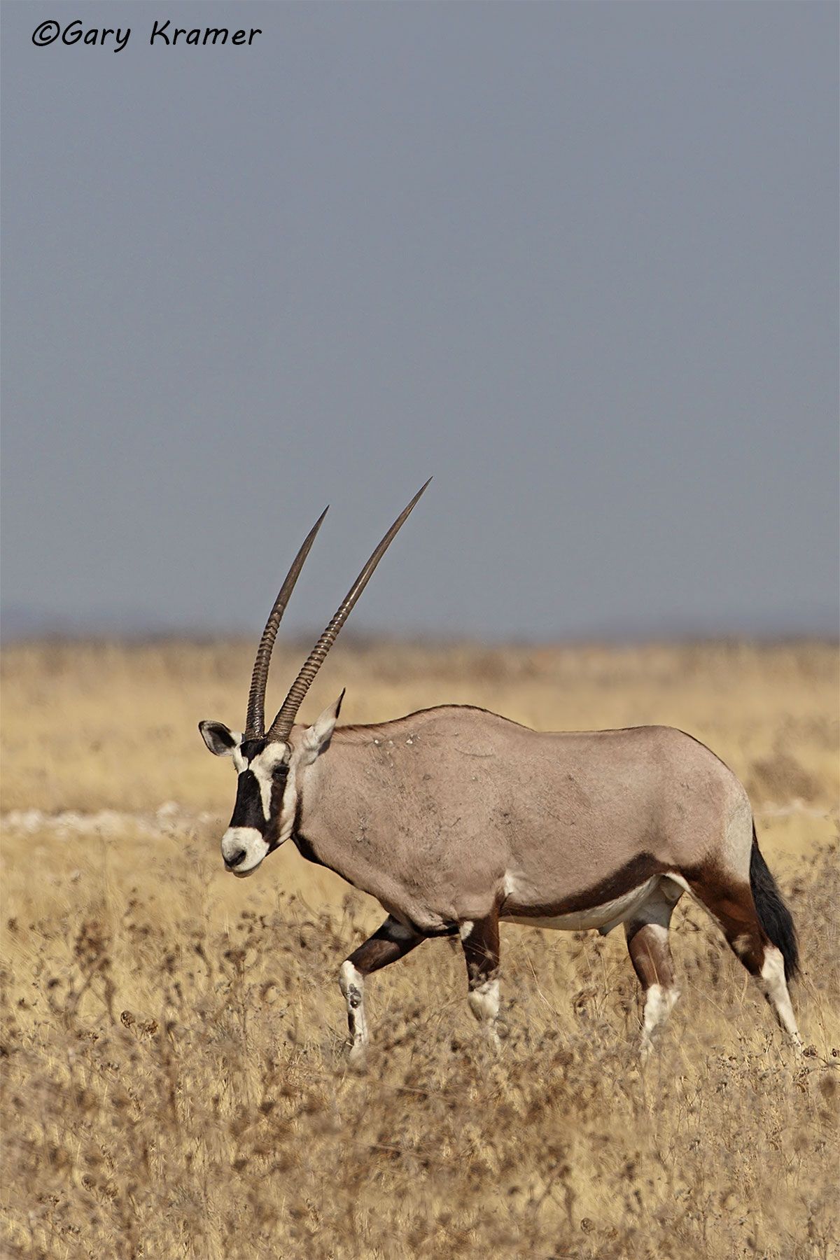Gemsbok (Southern Oryx) Gemsbok (Southern Oryx) - AMUGs#072d(2)