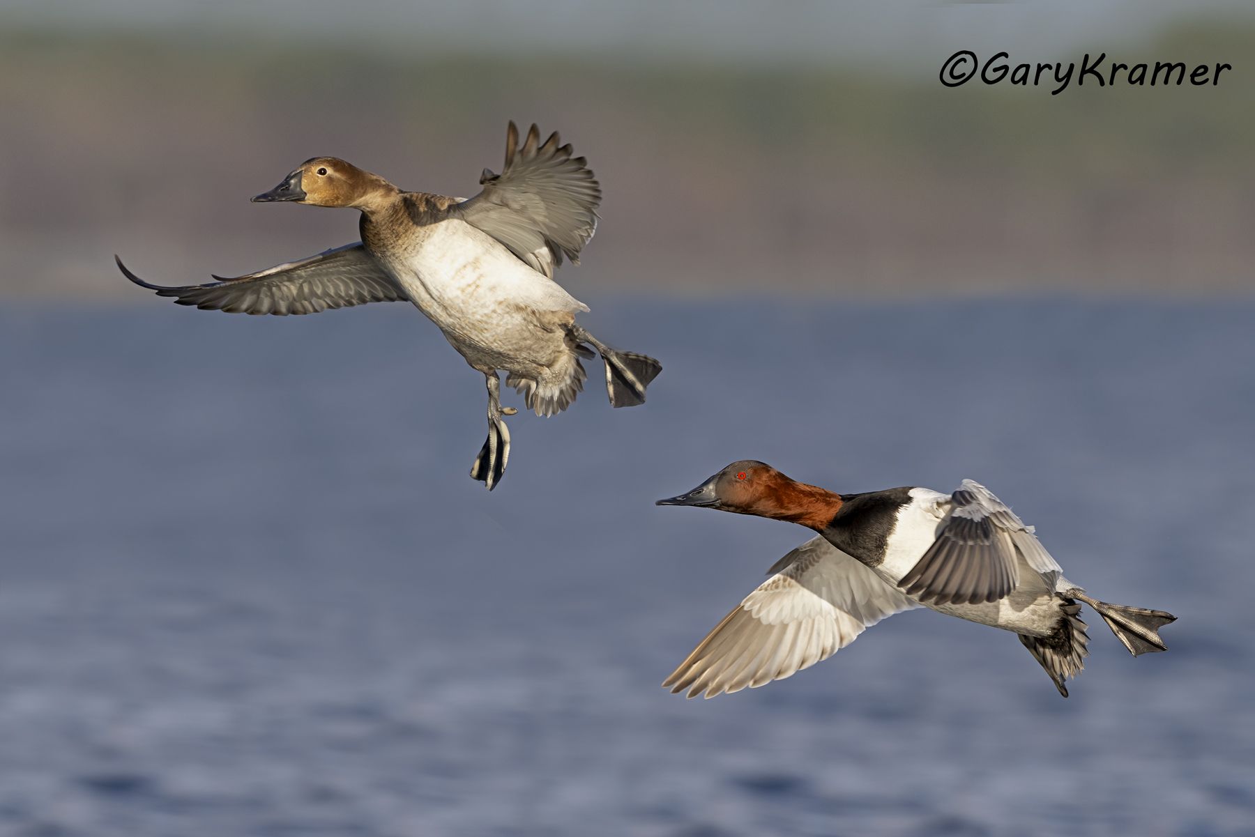 Canvasback (Aythya valisineria) - NBWC#2058d(2)