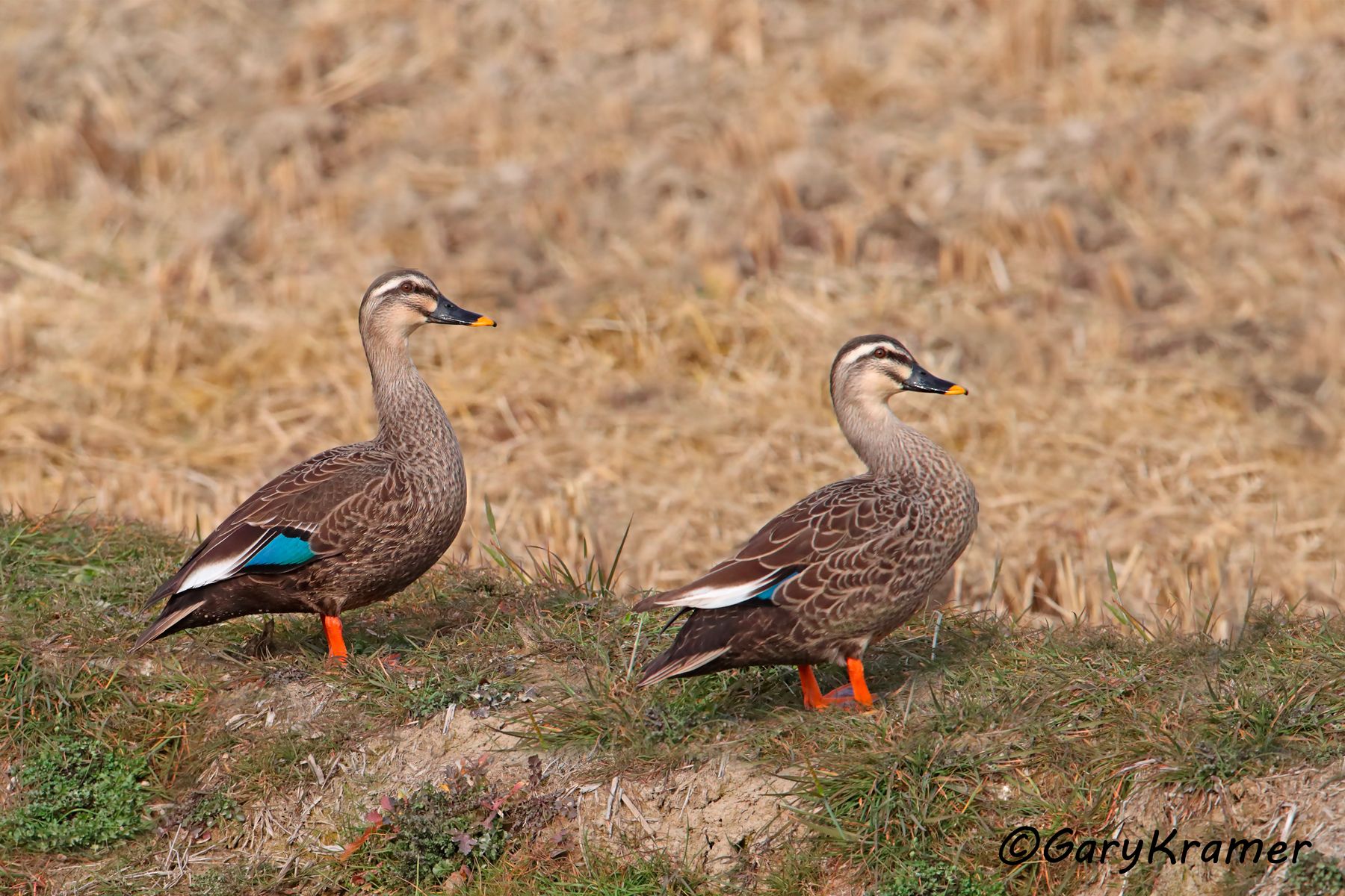 Eastern Spot-billed Duck (Anas zonorhyncha)  Eastern Spot-billed Duck (Anas zonorhyncha) - EBWBe#055d(2)