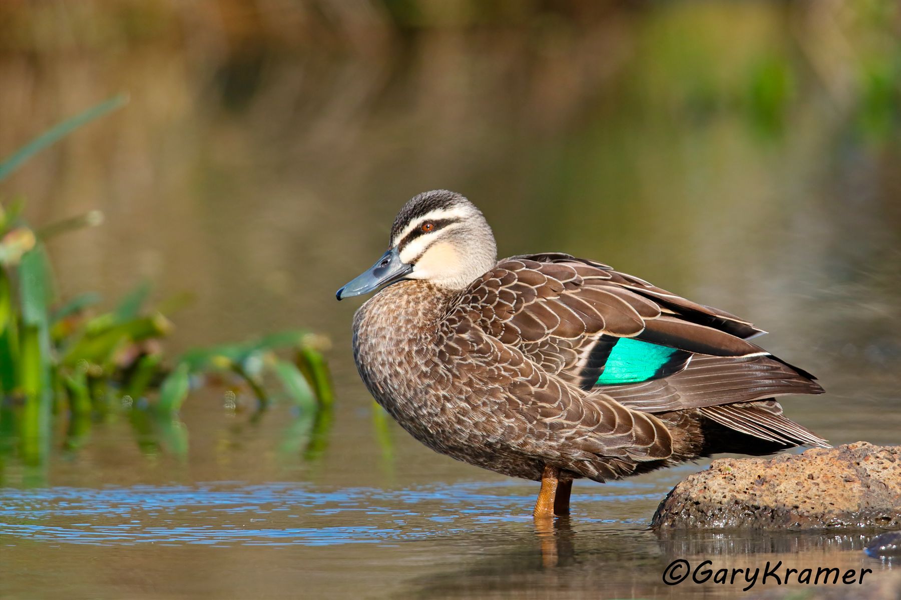 Pacific Black Duck (Anas superciliosa)  Pacific Black Duck (Anas superciliosa) - OBWB#136d