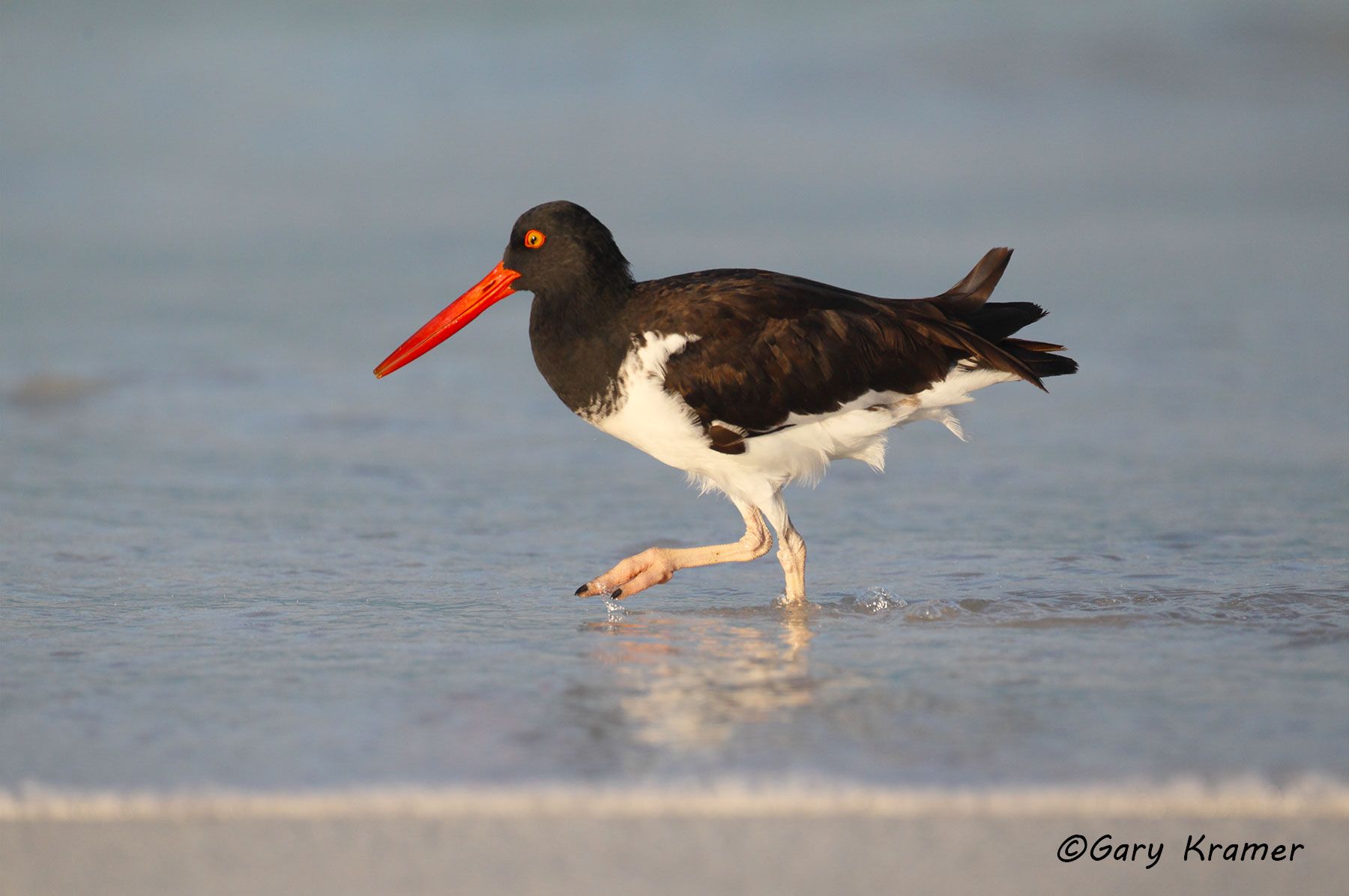 American Oystercatcher (Haematopus palliatus) - NBSOa#065d.jpg