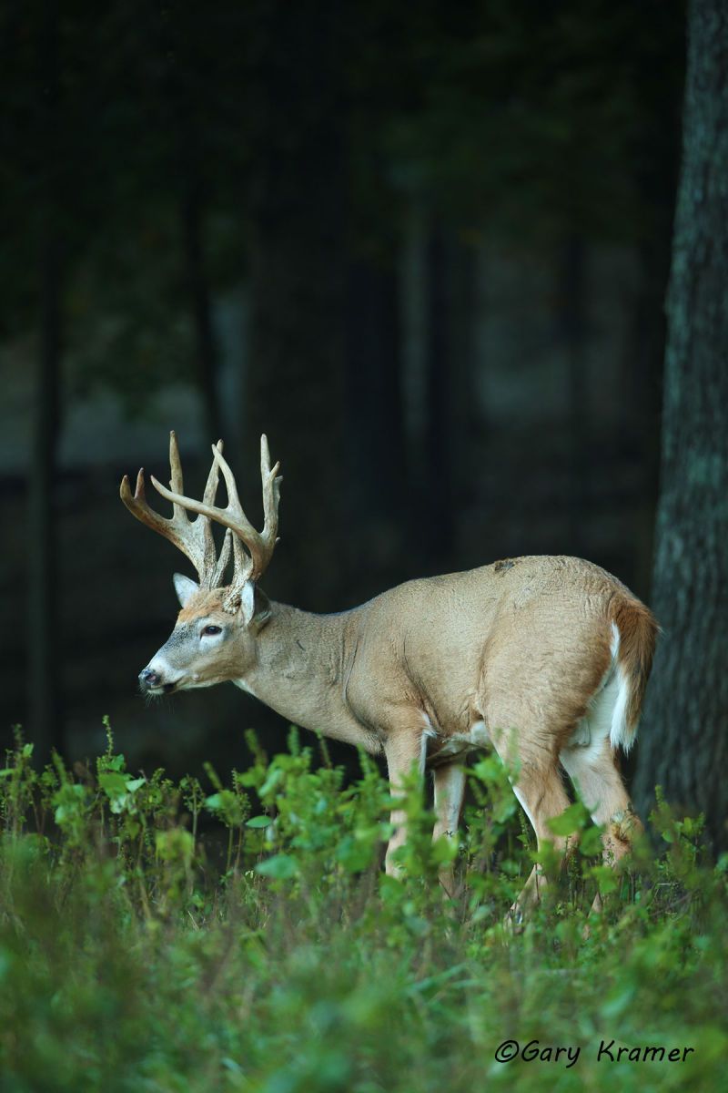 White-tailed Deer (Odocoileus virinianus) by GaryKramer.net, 530-934-3873, gkramer@cwo.com White-tailed Deer (Odocoileus virinianus) - NMDW#1055d