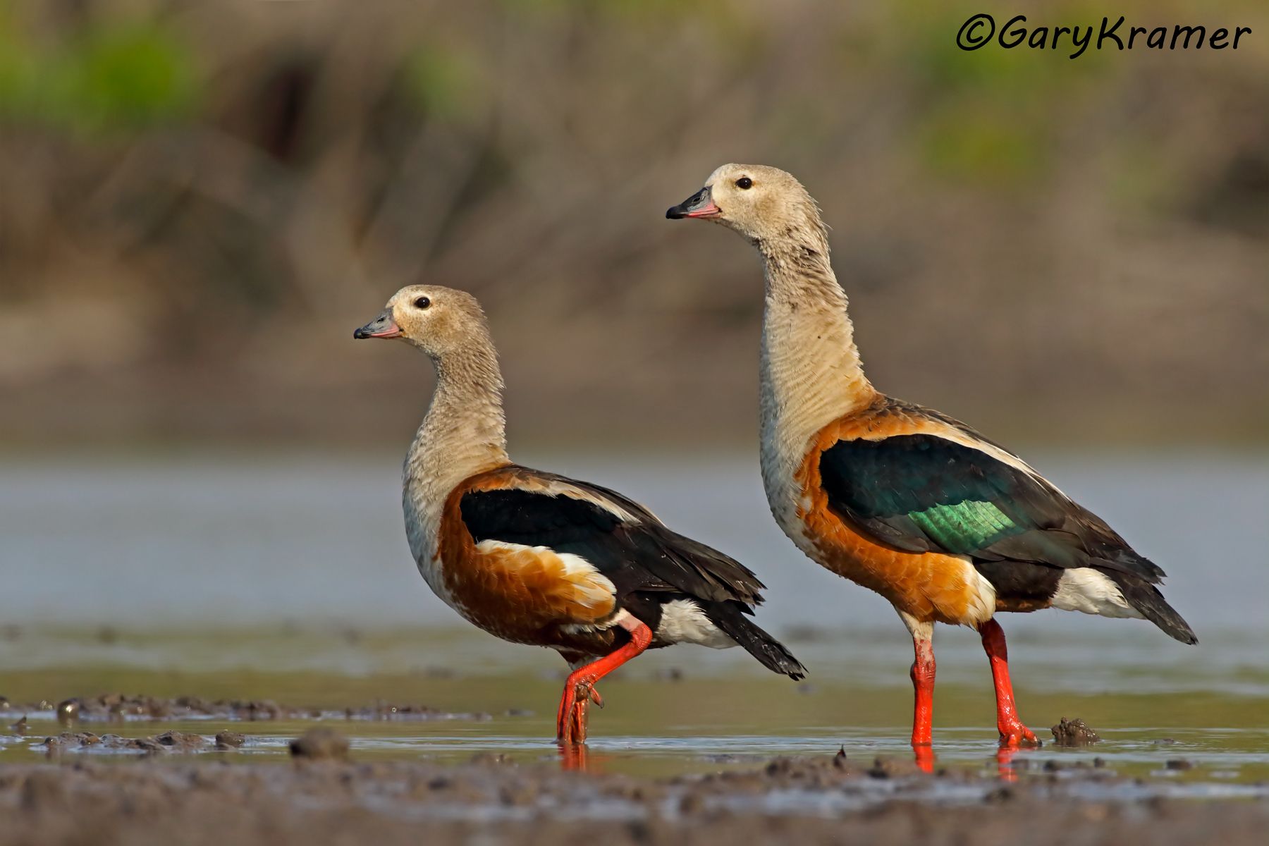 Orinoco Goose (Neochen jubata) - SBWGo#368d (Colombia)