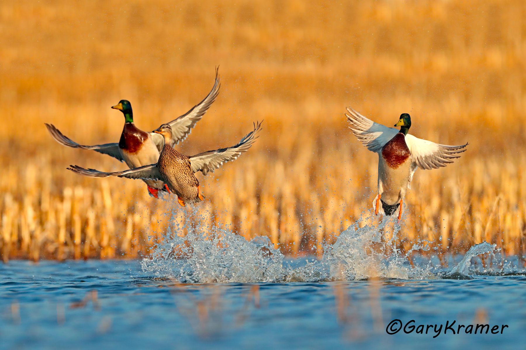 Mallard (Anas platyrhynchos) Mallard (Anas platyrhynchos) - NBWM#4522d