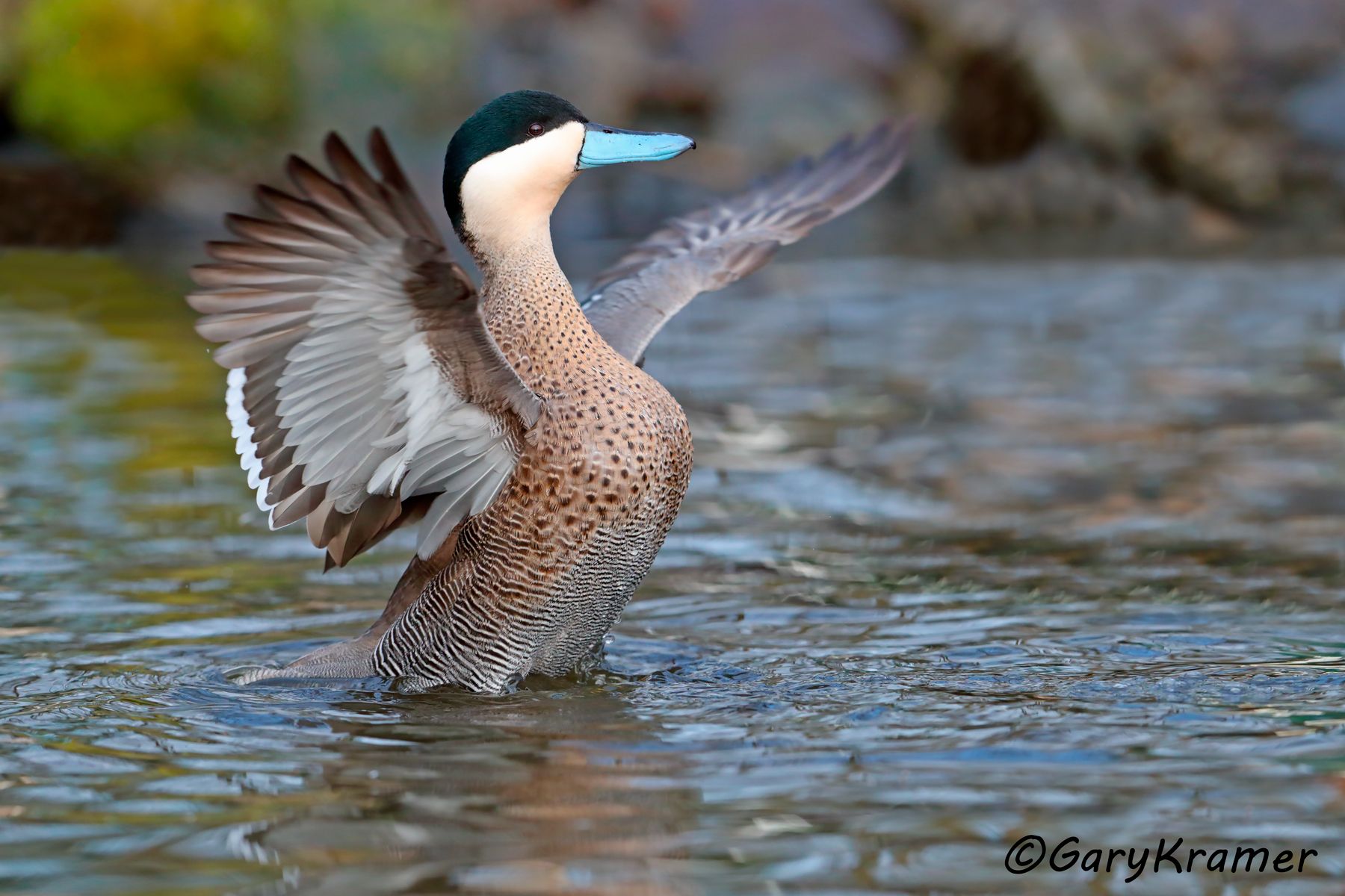 Puna Teal (Anas puna) - SBWTp#072d (Peru)