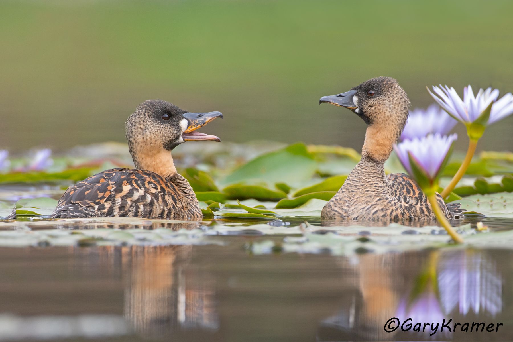 White-backed Duck (Thalossornis leuconotus)  White-backed Duck (Thalossornis leuconotus) - ABWW#440d(2) (Kenya)