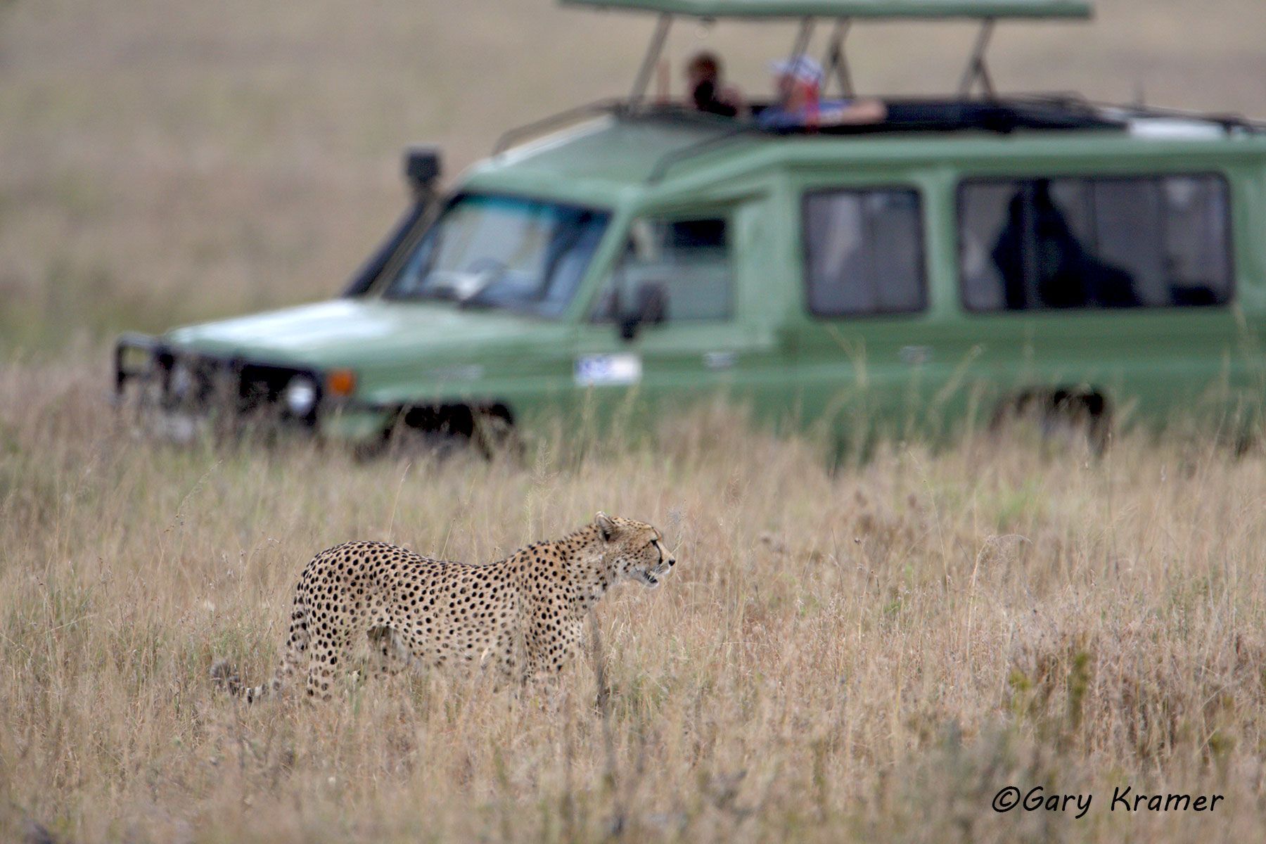 Cheetah/safari vehicle, East Africa - ATCv#002d.jpg