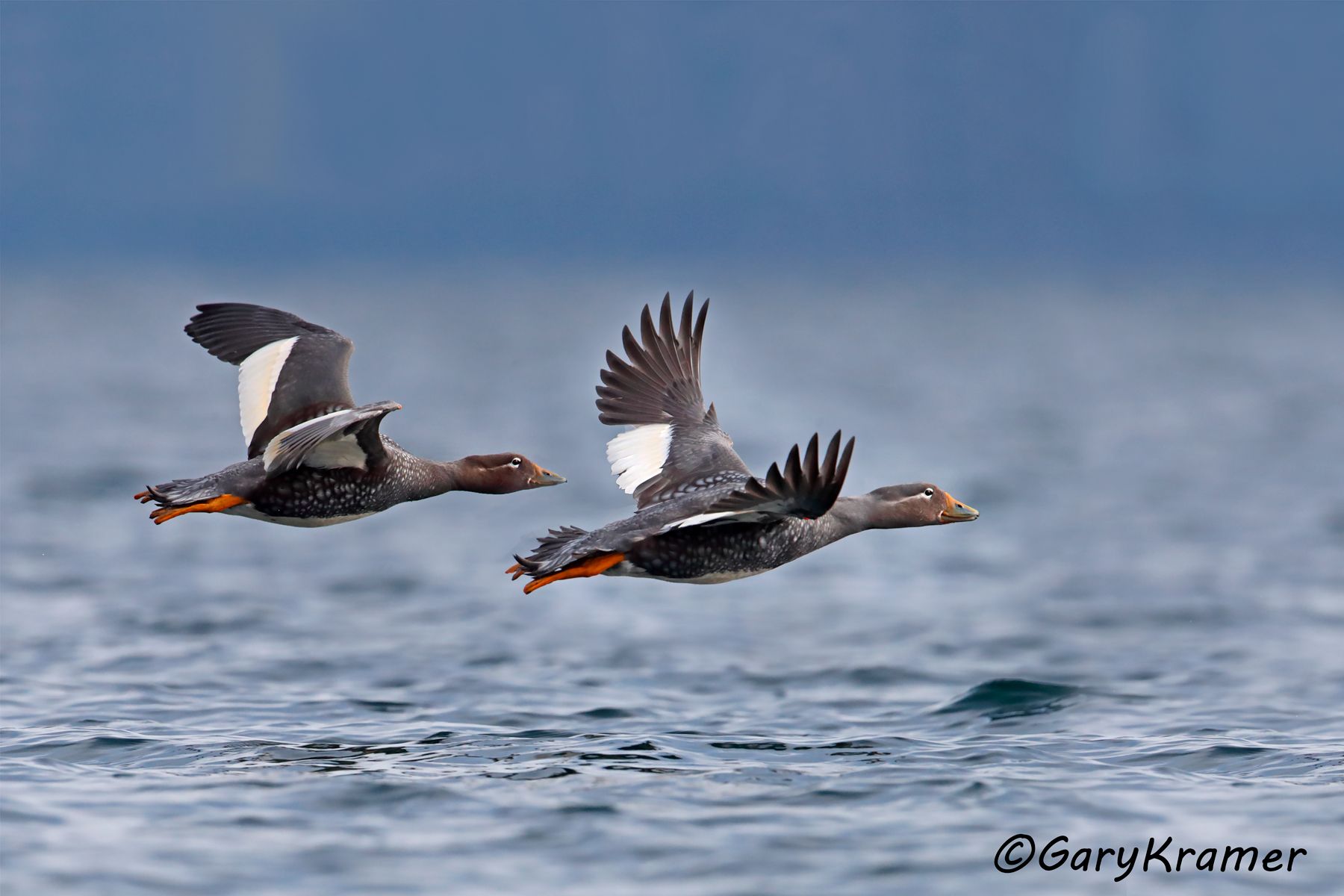 Flying Steamer Duck (Tachyeres patachonicus) - SBWSy#148d(2) (Chile)