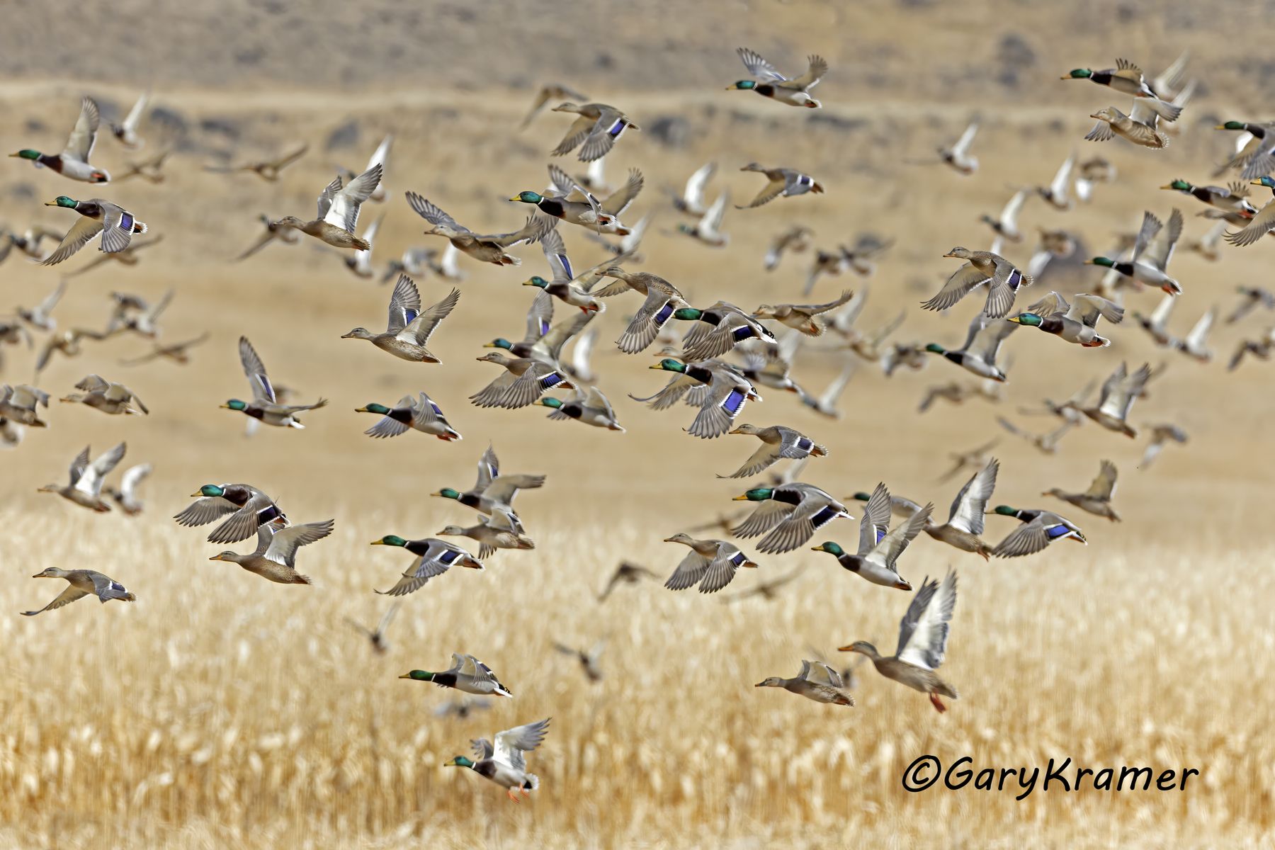 Mallard (Anas platyrhynchos) - NBWM#8284d