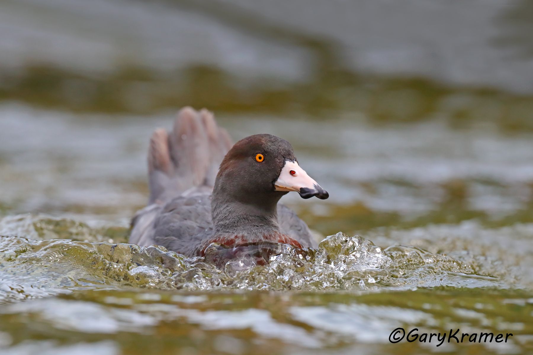 Blue Duck (Hymenolaimus malacorhynchos) Blue Duck (Hymenolaimus malacorhynchos) - OBWBd#267d