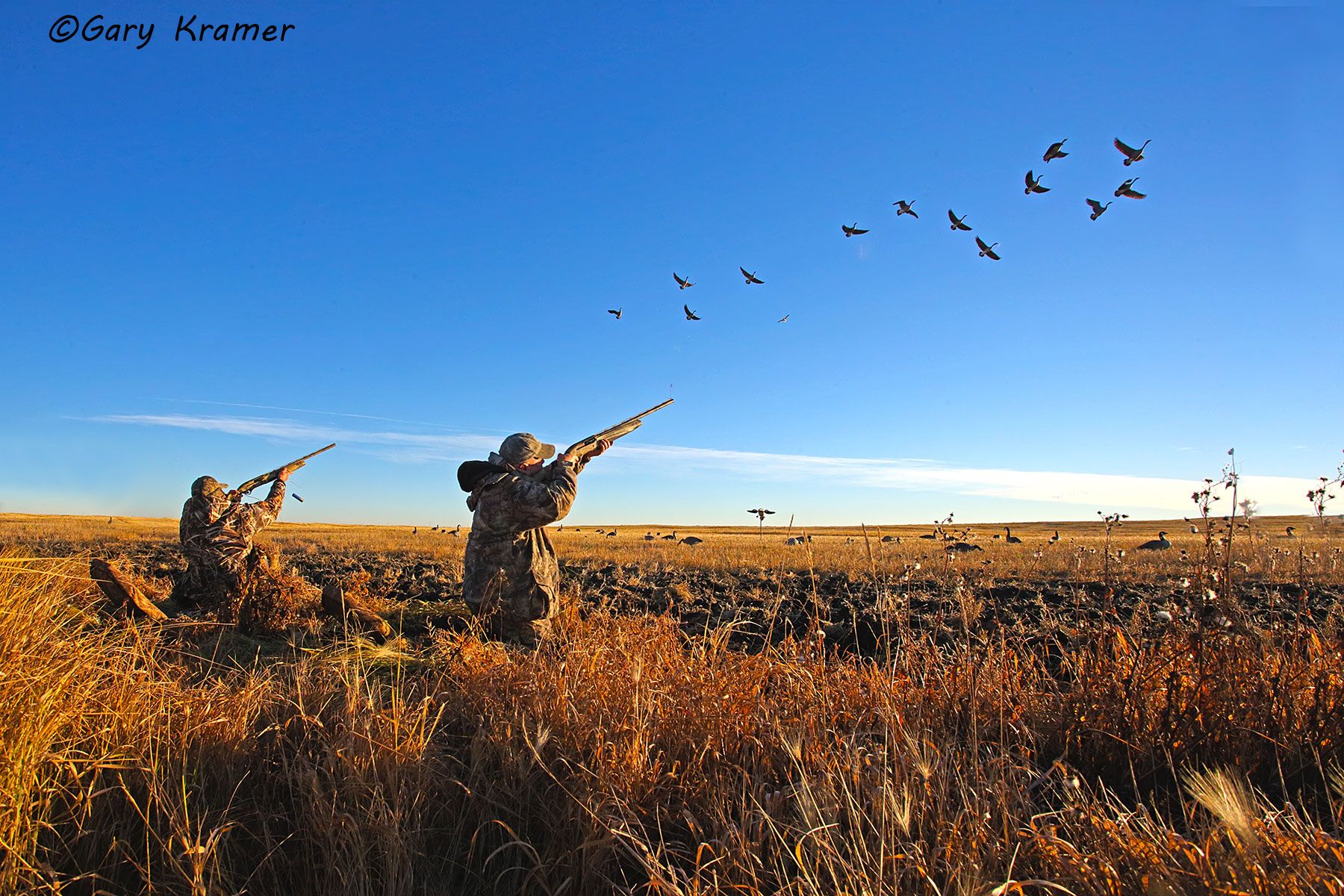 Hunter(s) shooting at Canada Geese over decoys (field set) - NHGCab#169d