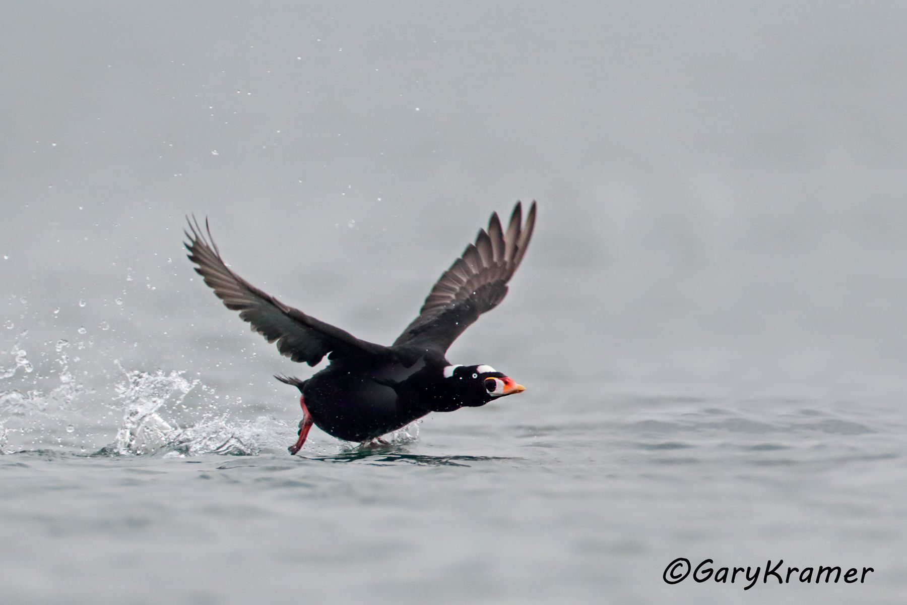Surf Scoter (Melanitta perspicillata) - NBWSs#605d