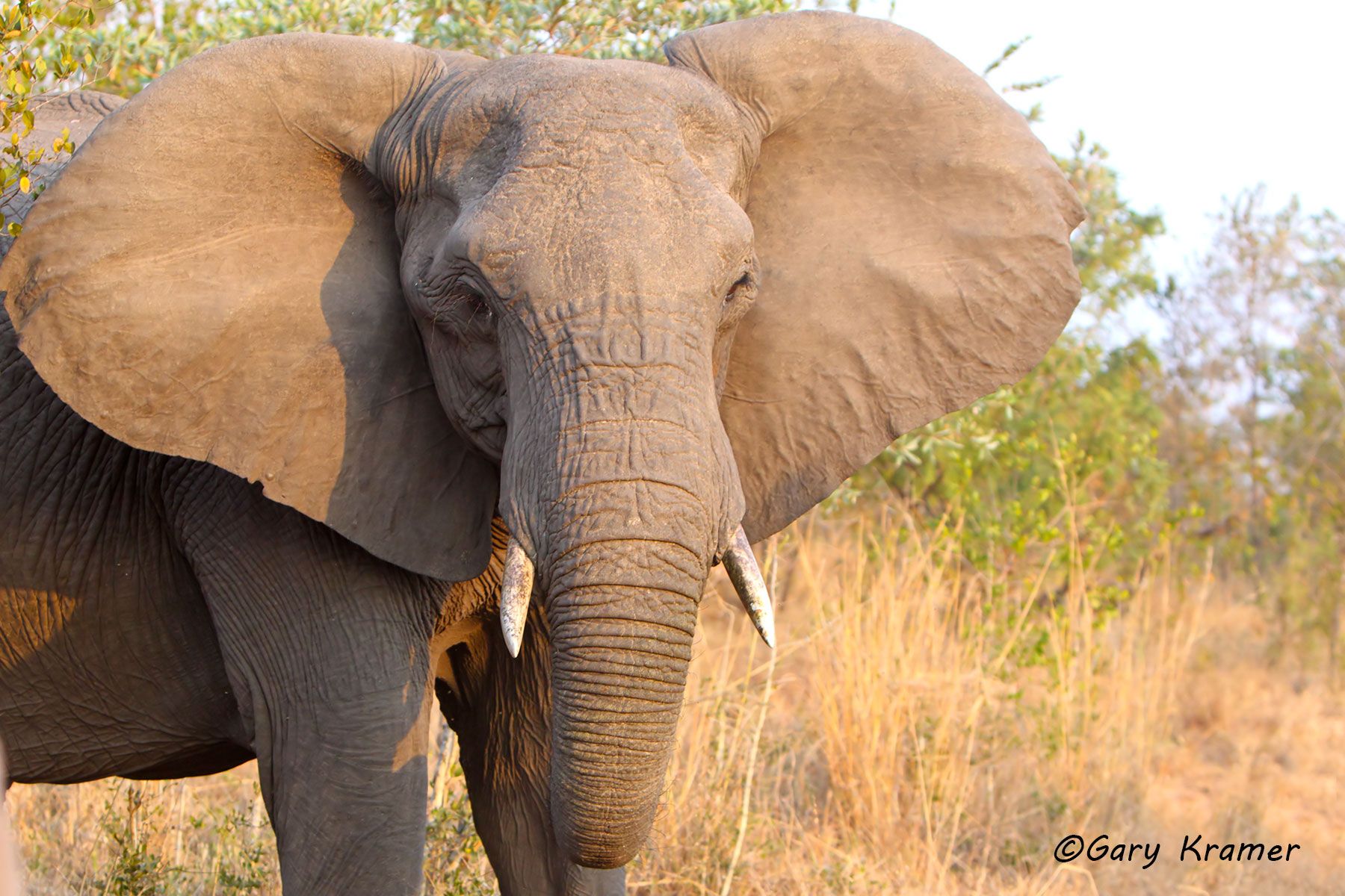 African Elephant (Loxodonta africana) African Elephant (Loxodonta africana) - AME#906d